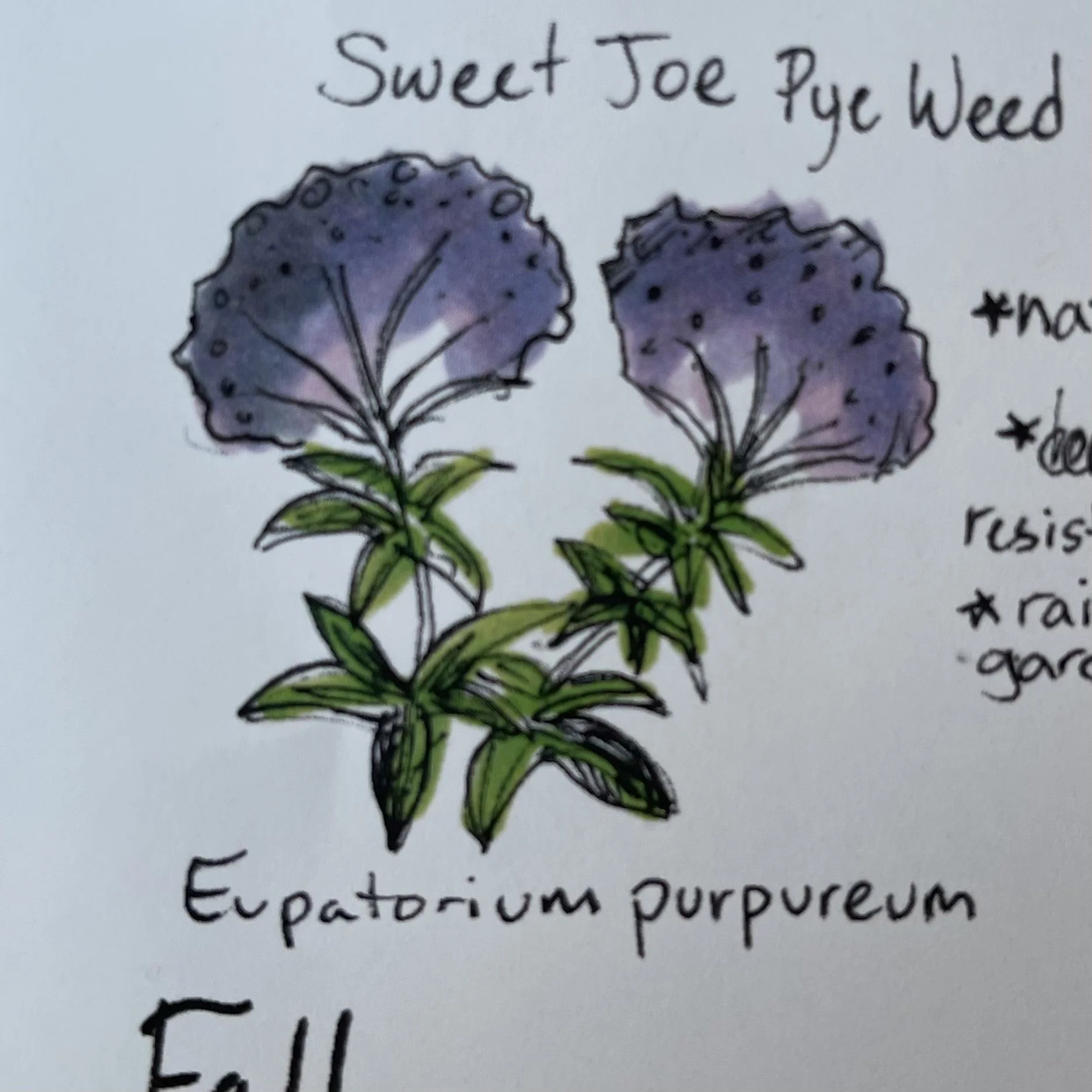 Weeding & Maintenance