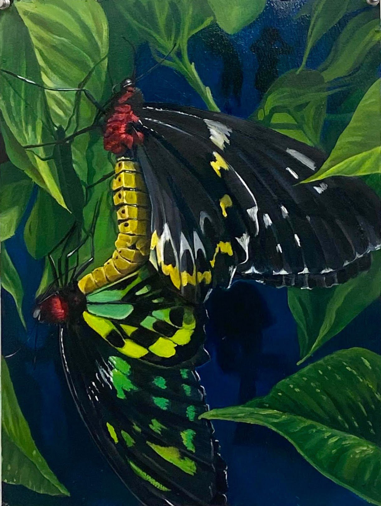 Untitled (Butterfly Love)
Oil on Paper
18.5" x 14.5" (framed)