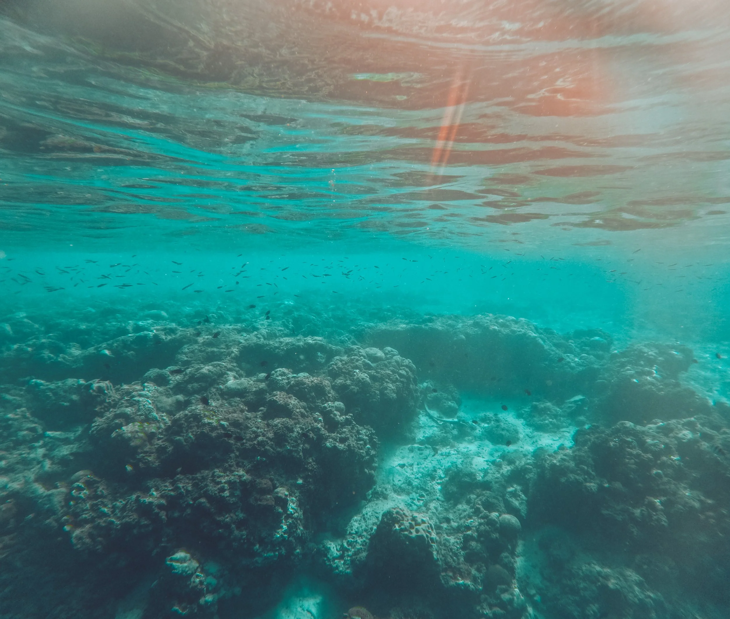 Underwater view of a coral reef with small fish swimming near the surface and sunlight filtering through the water.