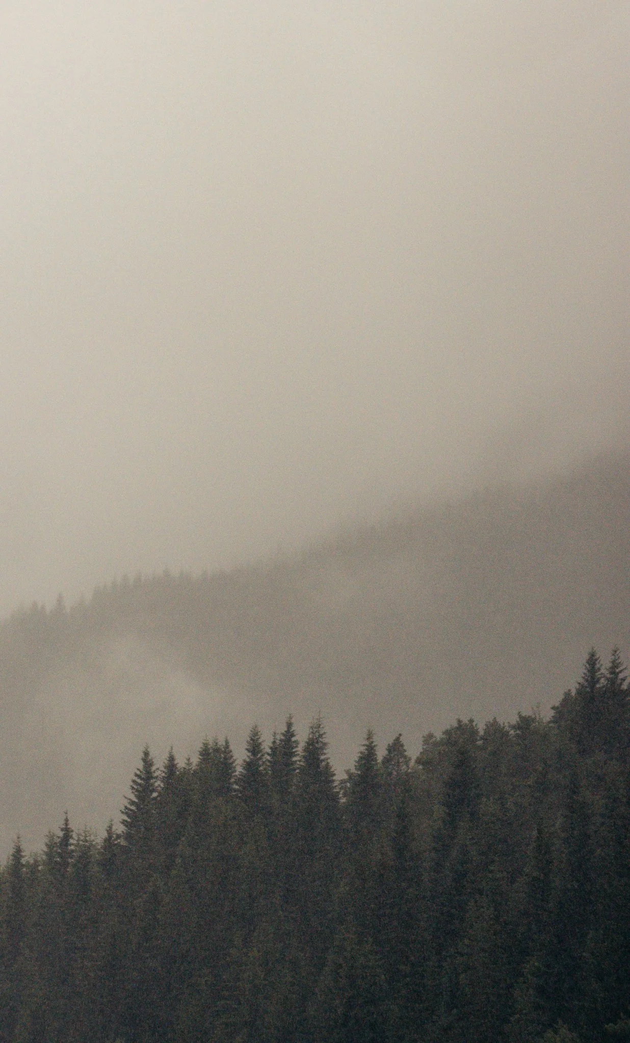 A foggy mountain landscape with a forest of evergreen trees in the foreground and mist-covered slopes in the background.