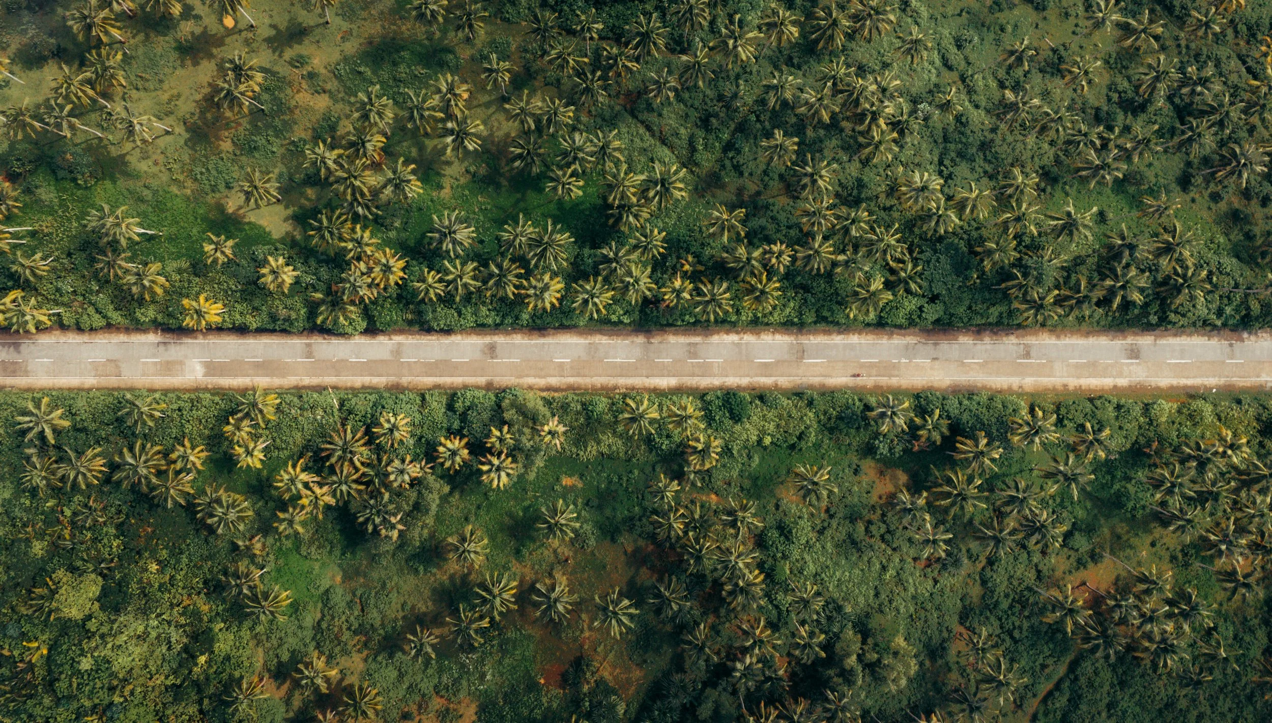 An aerial view of a straight road passing through lush green tropical forest with numerous palm trees.