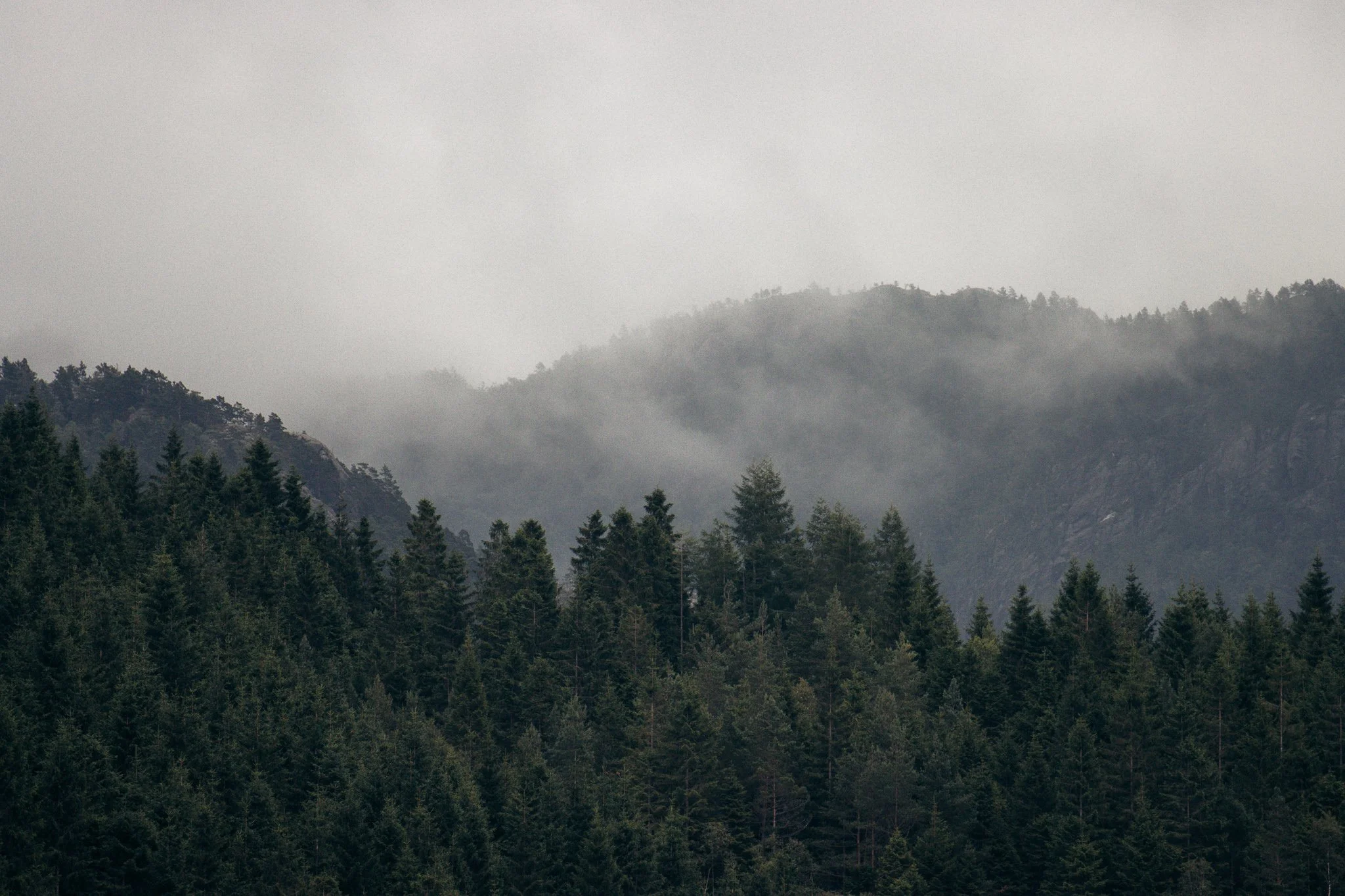 Dense pine forest with mist-covered mountains in the background under a cloudy sky.