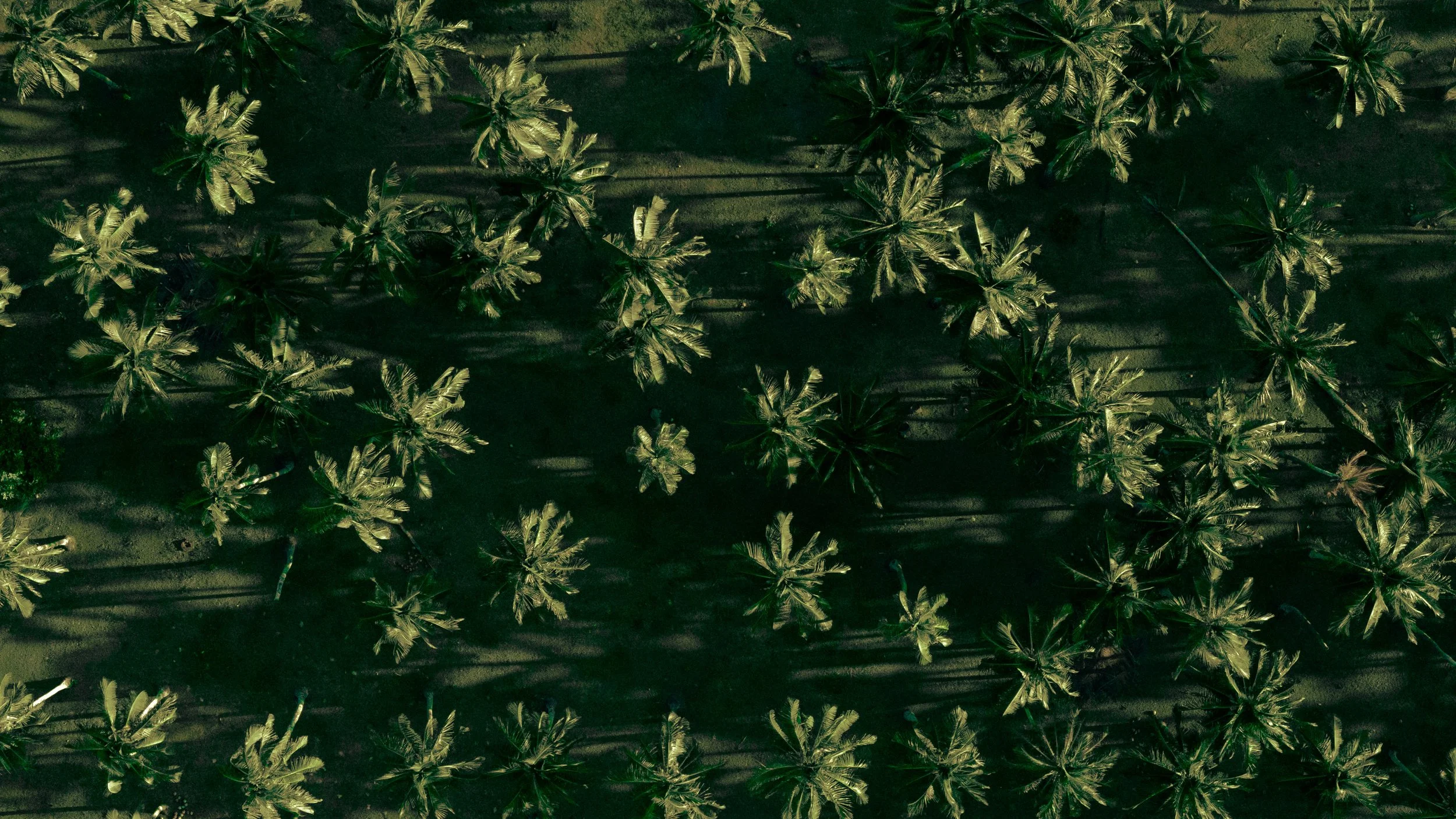 An aerial view of a dense coconut palm plantation with rows of palm trees casting long shadows on the ground.