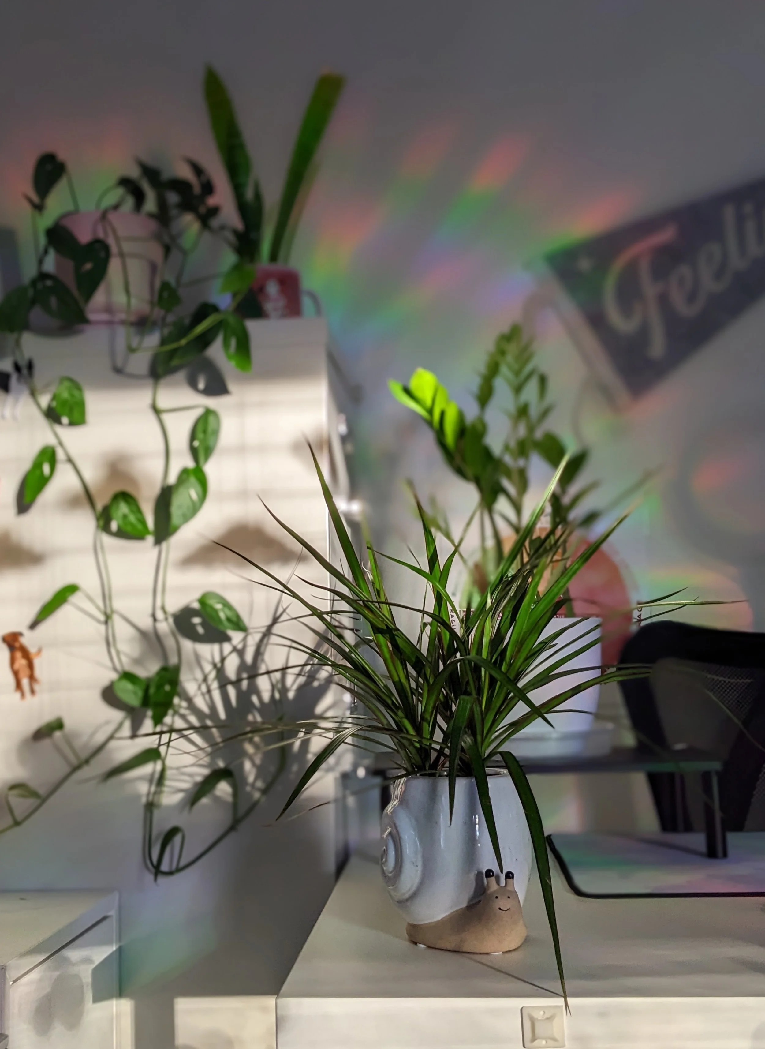 Plants Rainbows Feelings