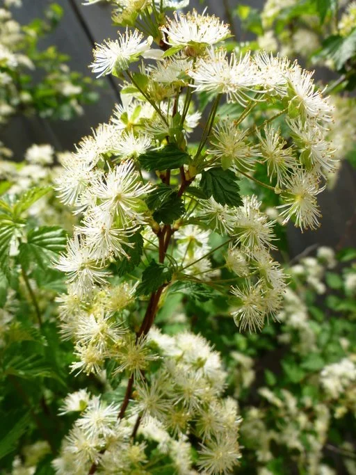 Endangered Plant May Protect Endangered River