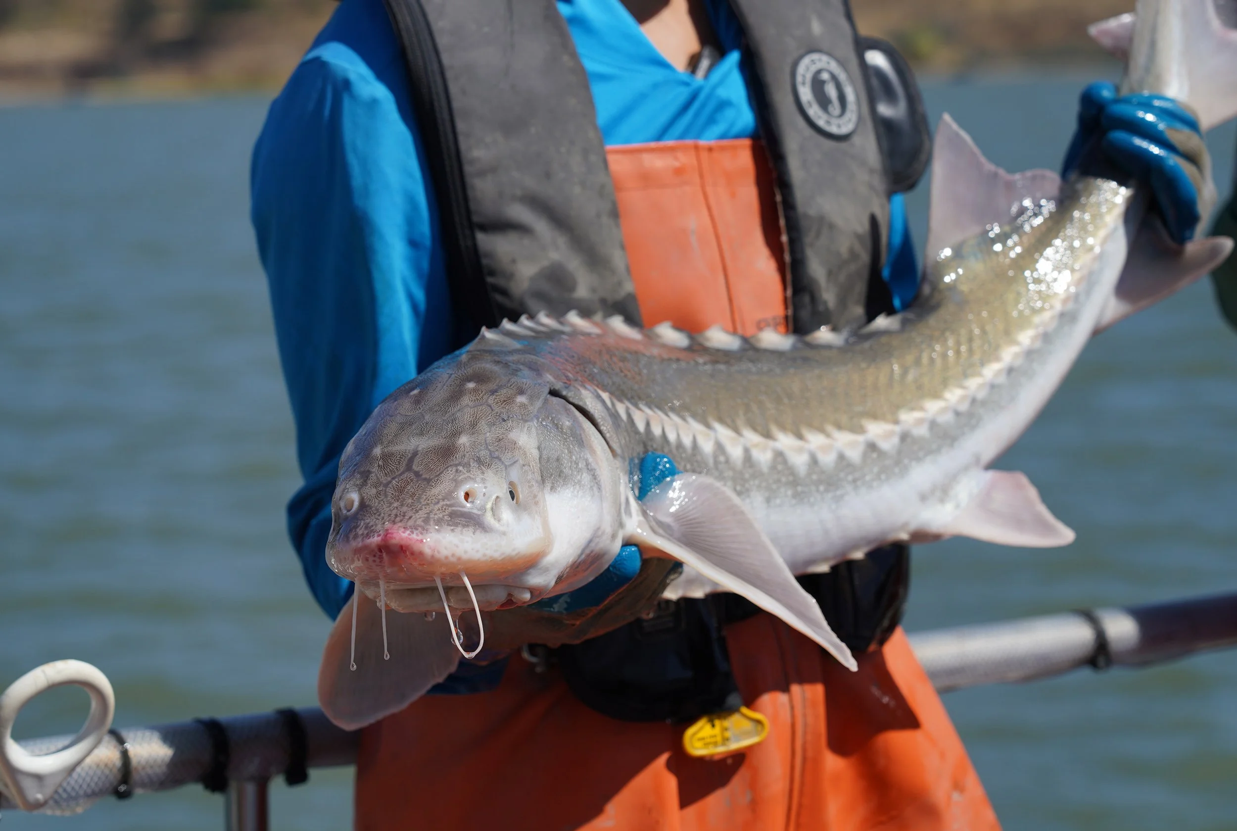 FOR Sues Over State Delay in Protecting White Sturgeon&nbsp;