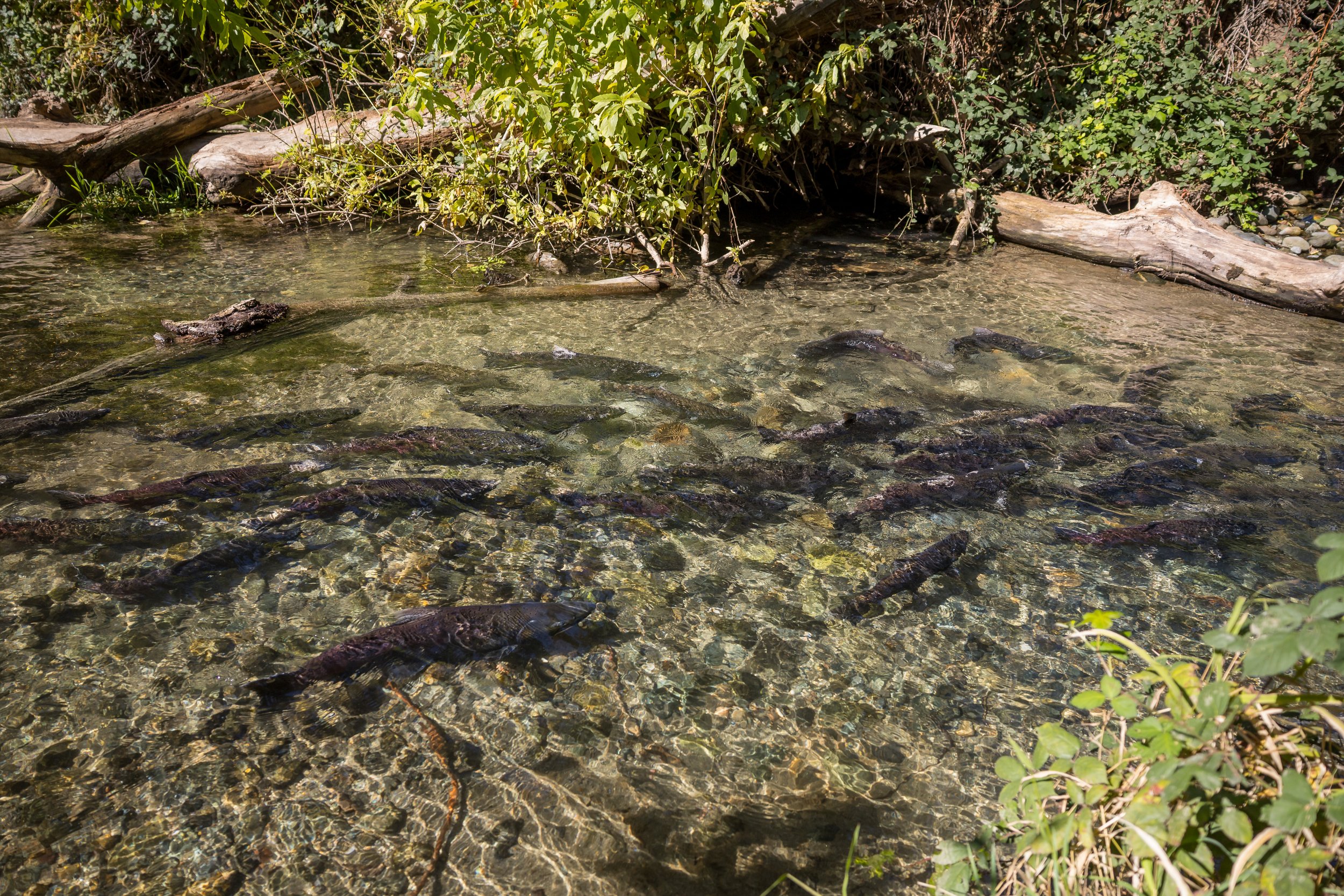 King Salmon Return to the Rivers!