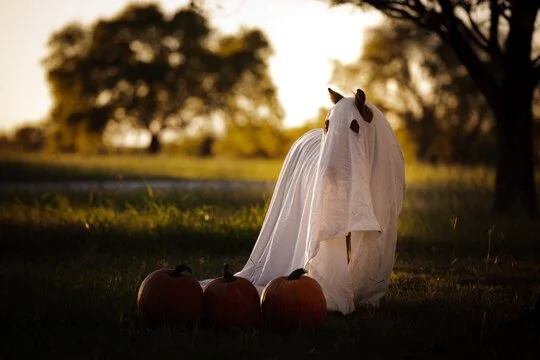 spooky pony.jpg