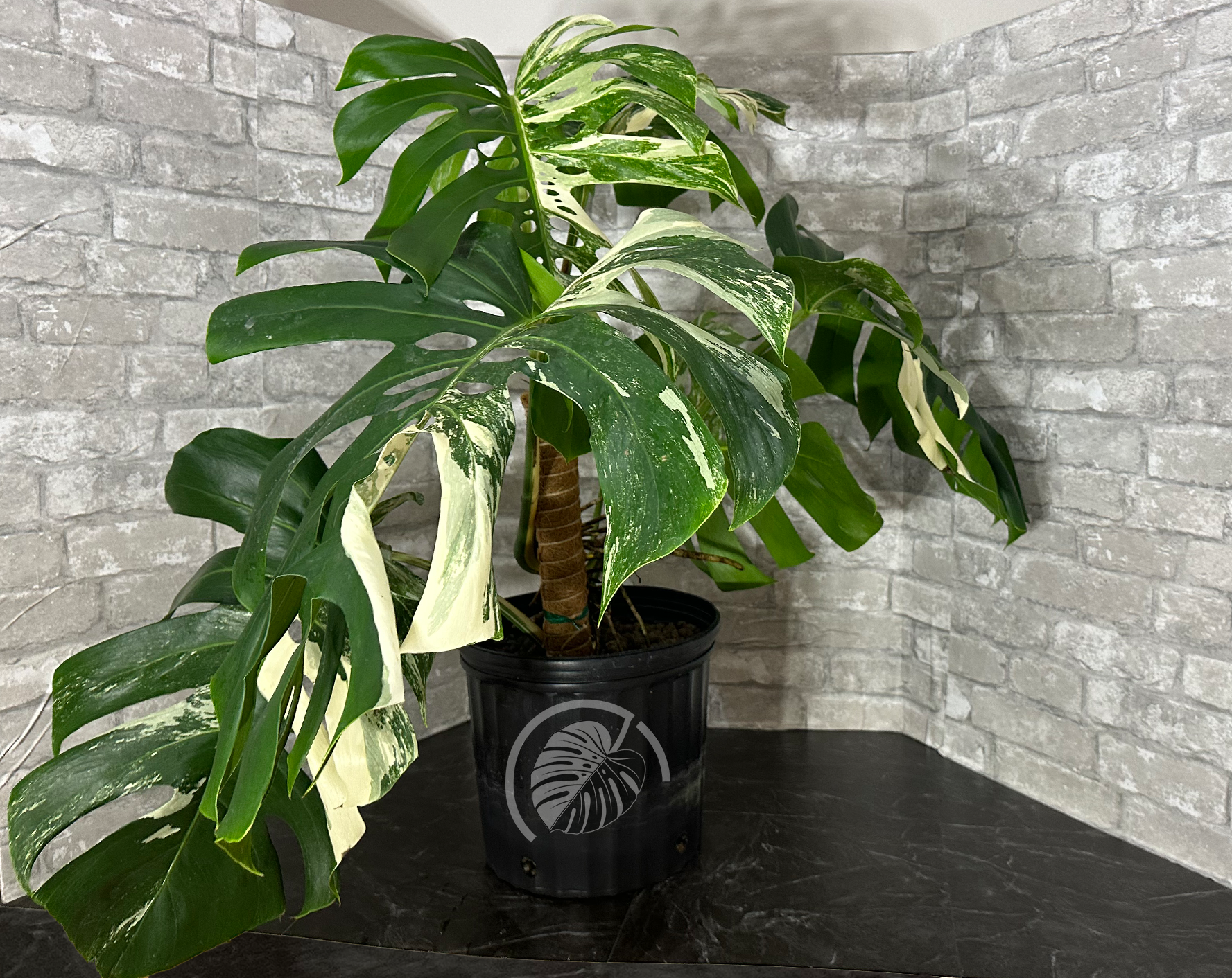 Monstera Deliciosa albo variegated (6 leaf/borsigiana)  The Rare Tropical  Plant Shop