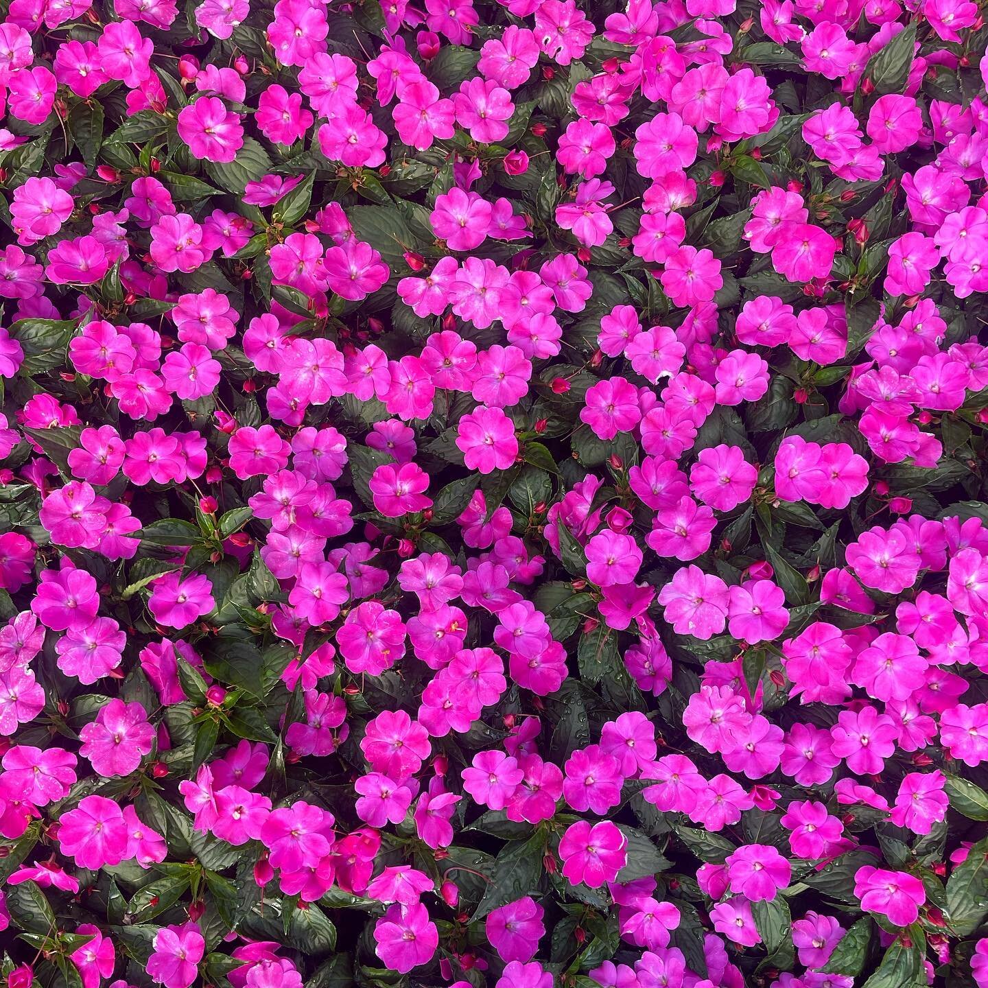 If you&rsquo;re looking for a sun loving, heat tolerant, large &amp; hardy annual to plant in your yard, SunPatiens is the answer! They grow up to 3 feet wide &amp; tall and last all summer into the fall 

We have a variety of colors at the farm