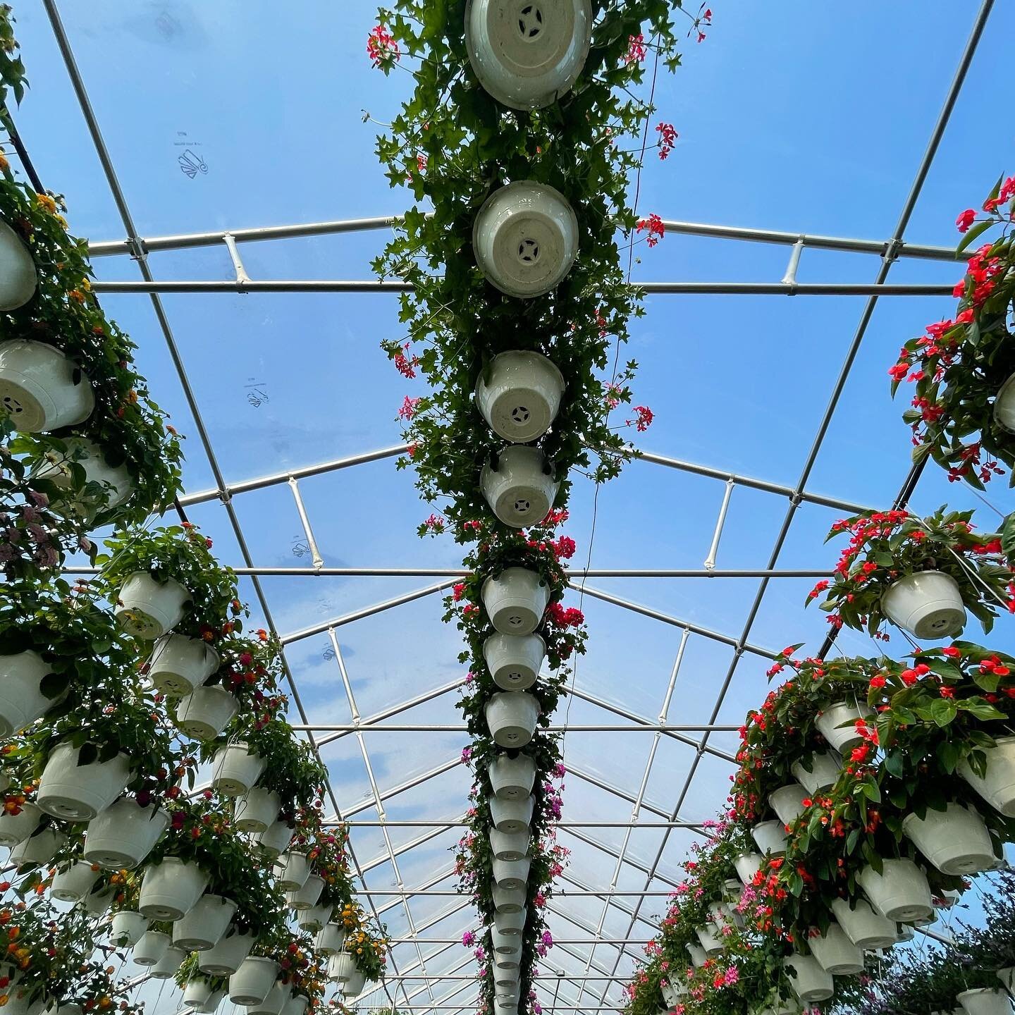 Have you gotten your hanging baskets yet?! 

Shop our greenhouses on this gloomy day