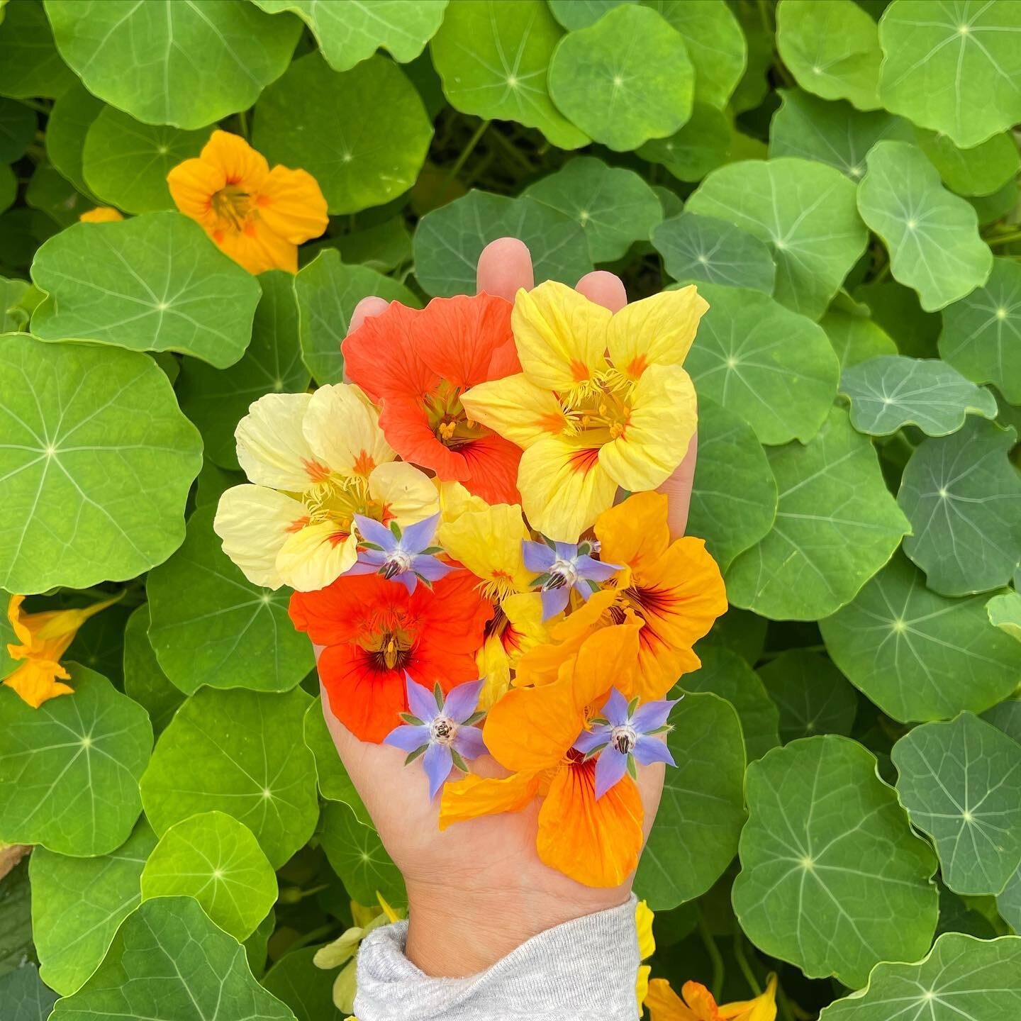 Edible flowers 🌼

Get edible flower plants from us so you grow your own all summer long! We have nasturtium, borage, bachelors button &amp; calendula. Use them to top salads, dessert, cocktails &amp; more