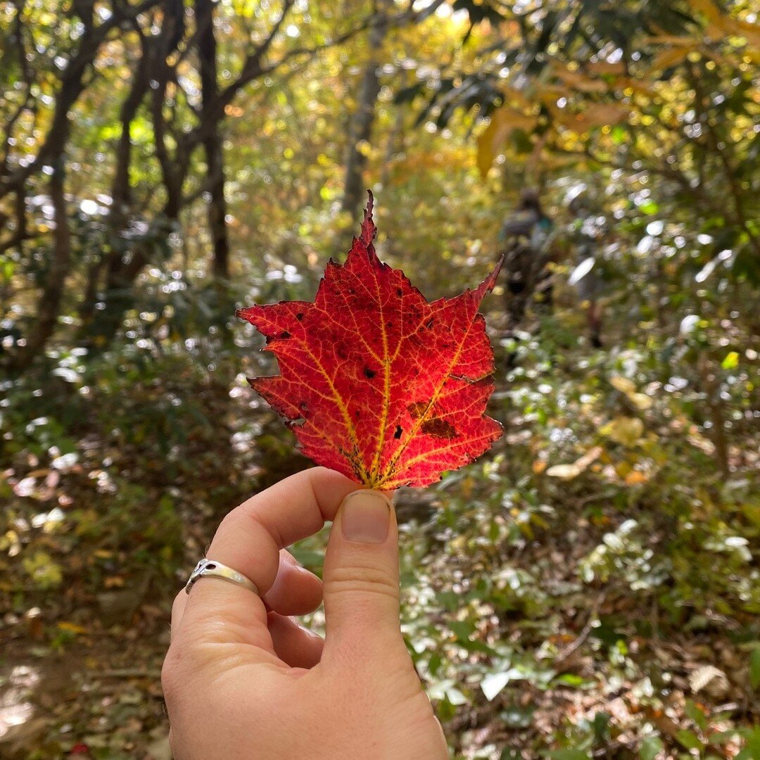 The colors of Autumn are here! 🍁 Peak leaf season is soon upon us. Don't forget to look down at the fall blooms as well as up at the leafy canopy. What are some of your favorite fall forest spectacles? Tell us in the comments!

#fall #autumn #leafpe