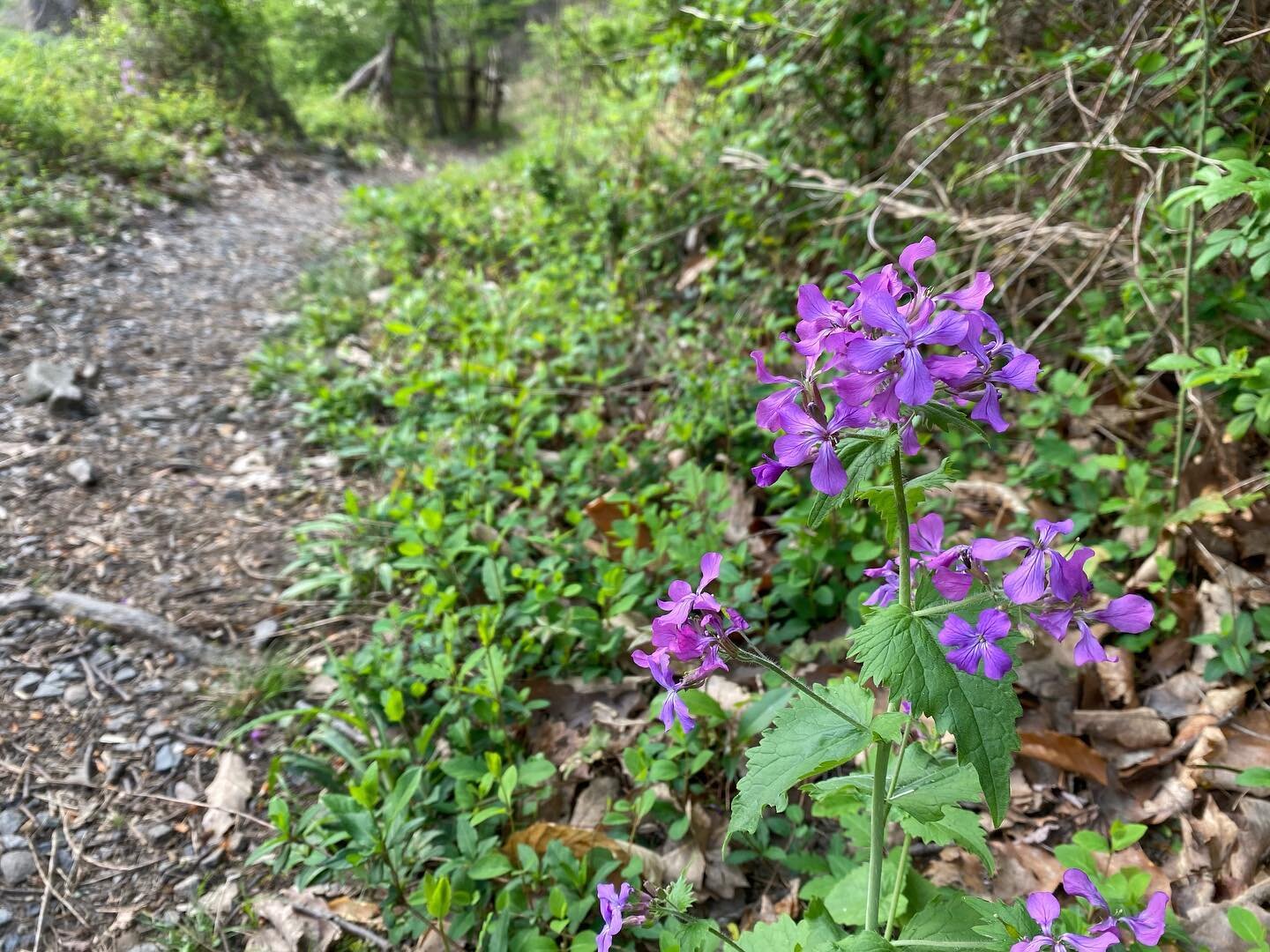 Spring has sprung! ☀️ Take notice of the ground cover coming back to life, flowers providing early food source for pollinators, and trees beginning to bud. 

Where do you see spring in your backyard spaces and local parks?

Don&rsquo;t forget to tag 