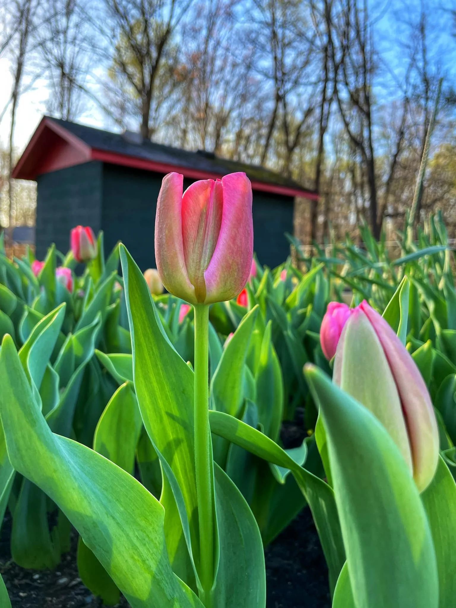 About — Meadow Lane Flower Farm