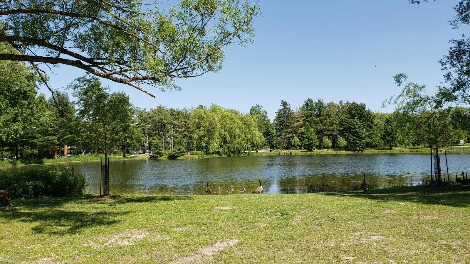 Scène de parc avec étang, canards nageant, arbres verts et ciel bleu.
