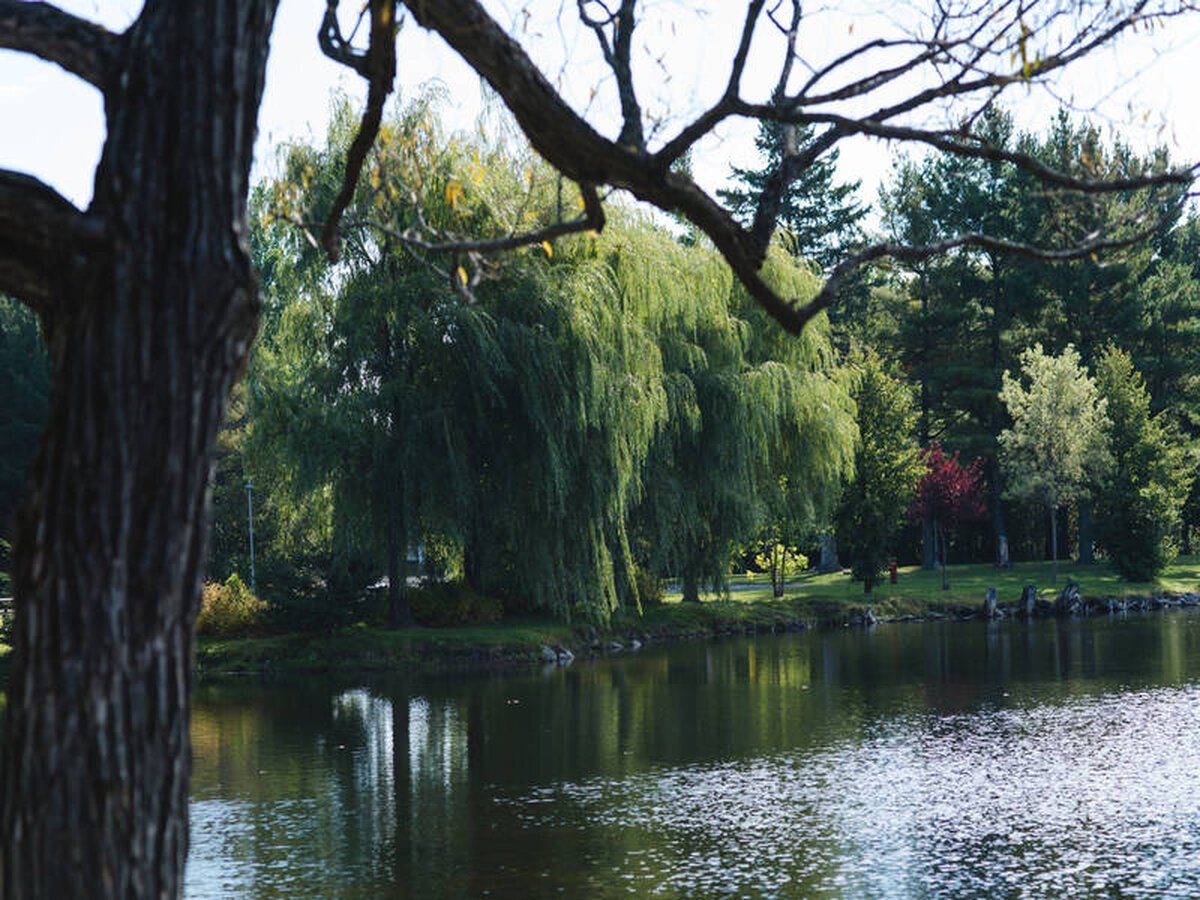 Un parc avec un lac, divers arbres dont certains à feuilles vertes et blanches, et un arbre avec des branches sans feuilles au premier plan.