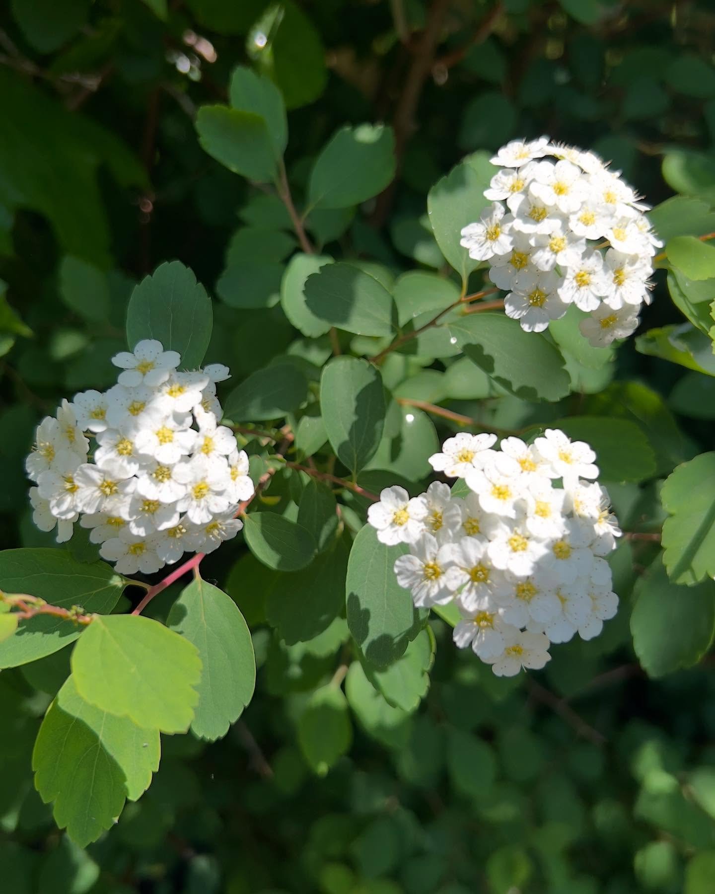 Vanhoutte Spirea saying &ldquo;hello.&rdquo;