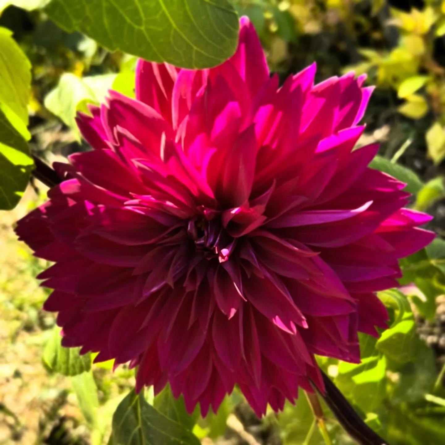 Early fall dahlias 🌸