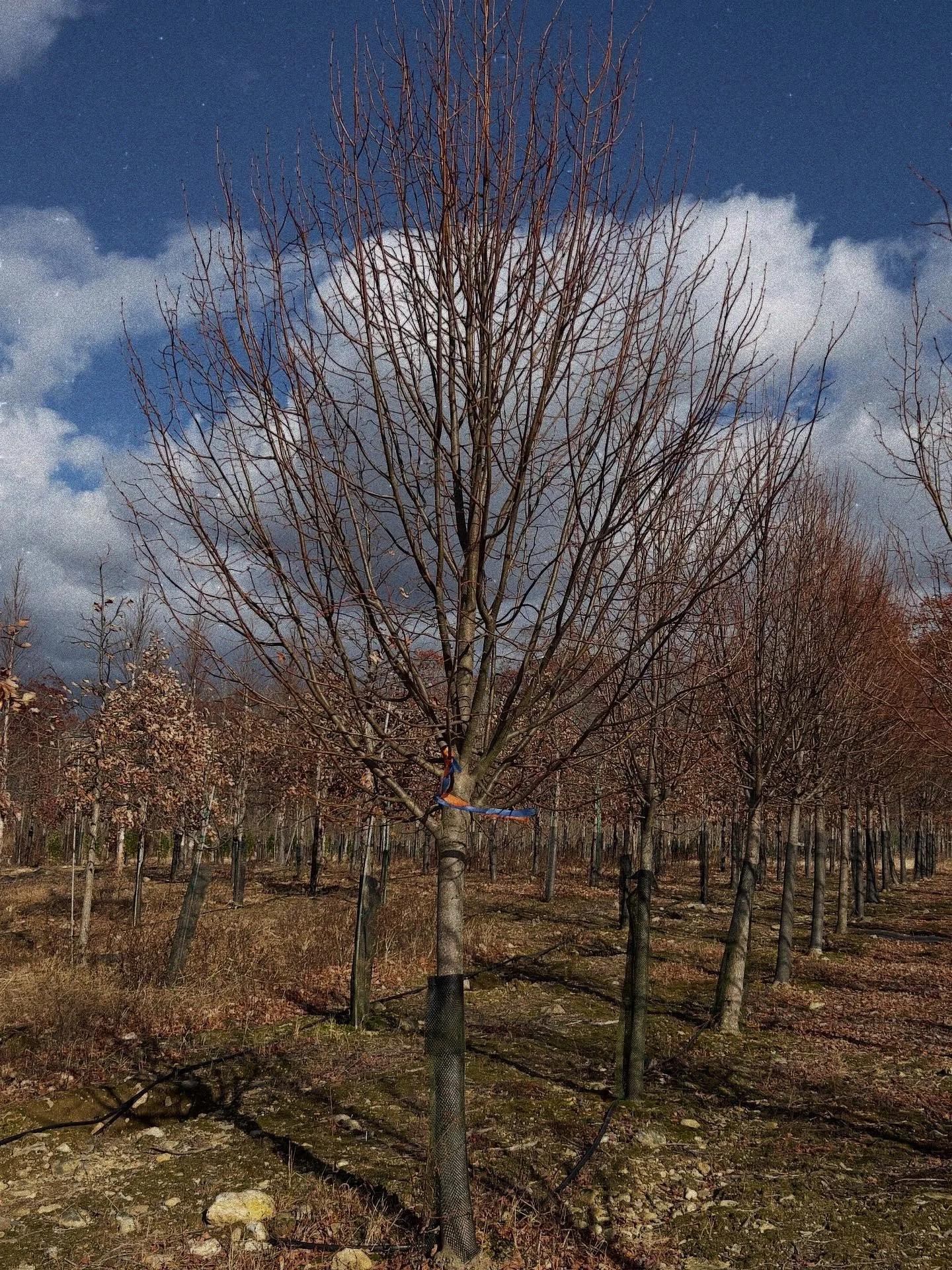Beautiful selection of trees at @canterburytreefarmct 🌳🌲