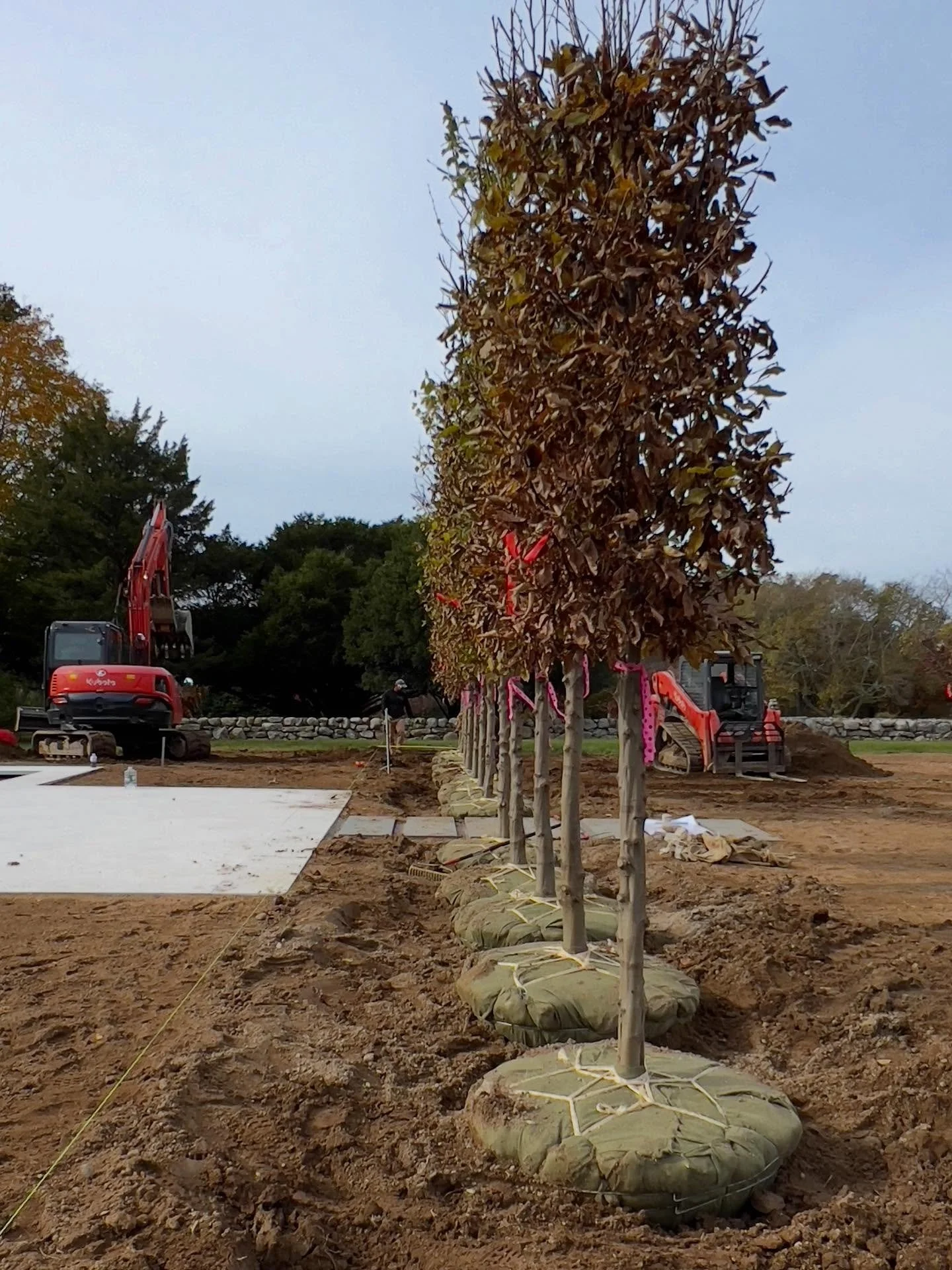 Satisfying alignment by Malek Landscaping! #aerialhedge #hornbeam #landscapedesign