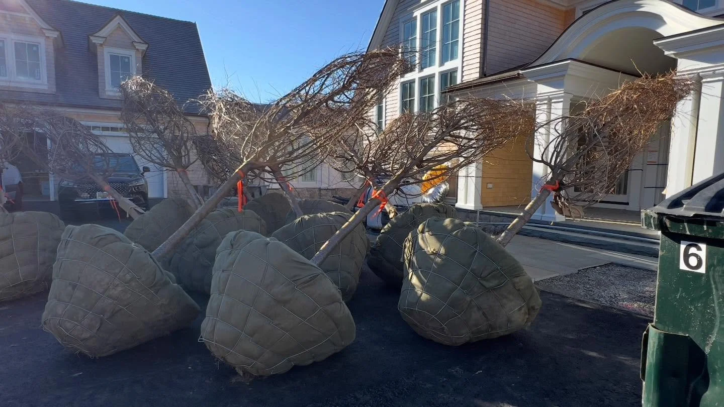 Tree planting cont&rsquo;d 🌳#maleklandscaping