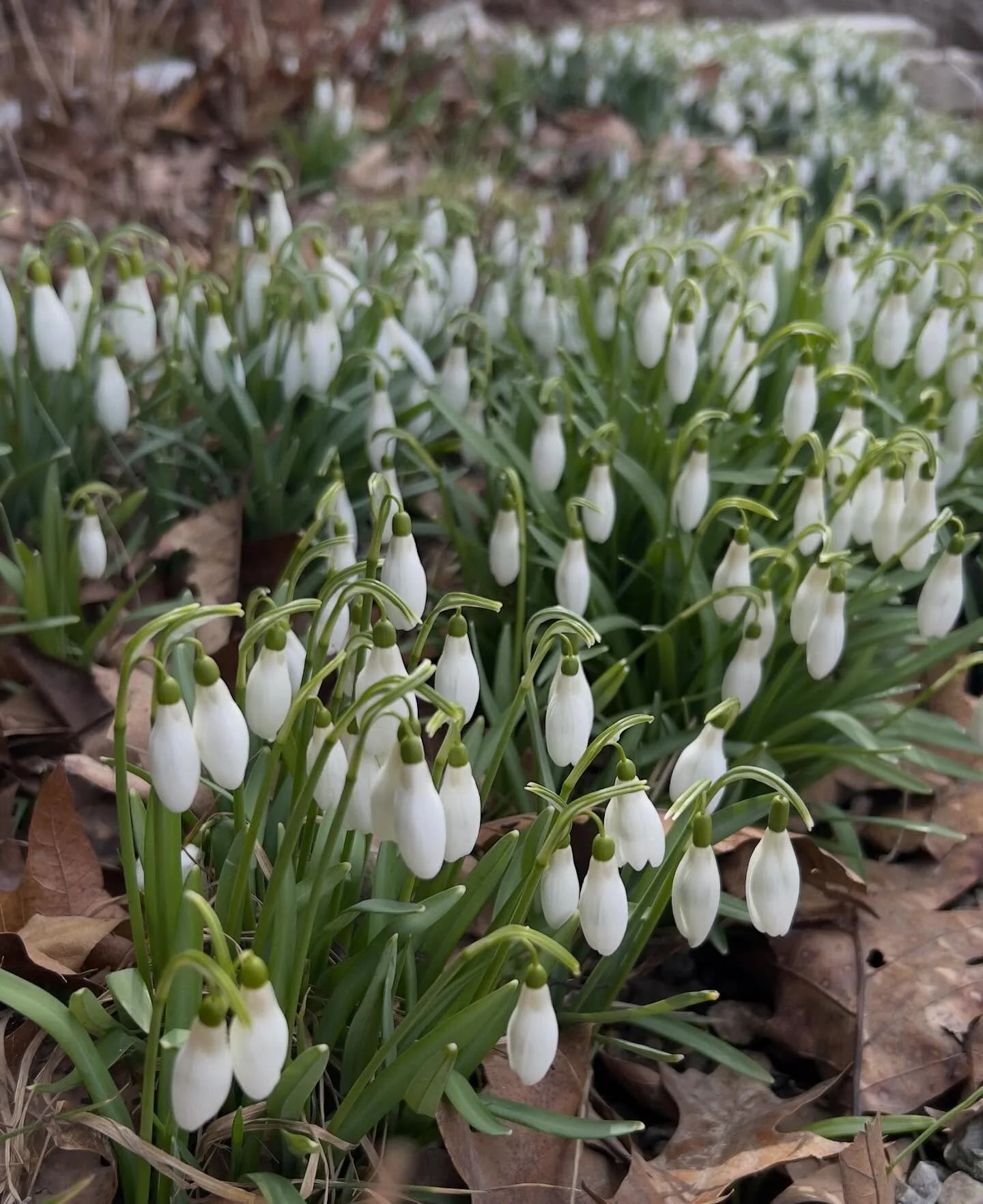 Snowdrops are always a welcome sign!