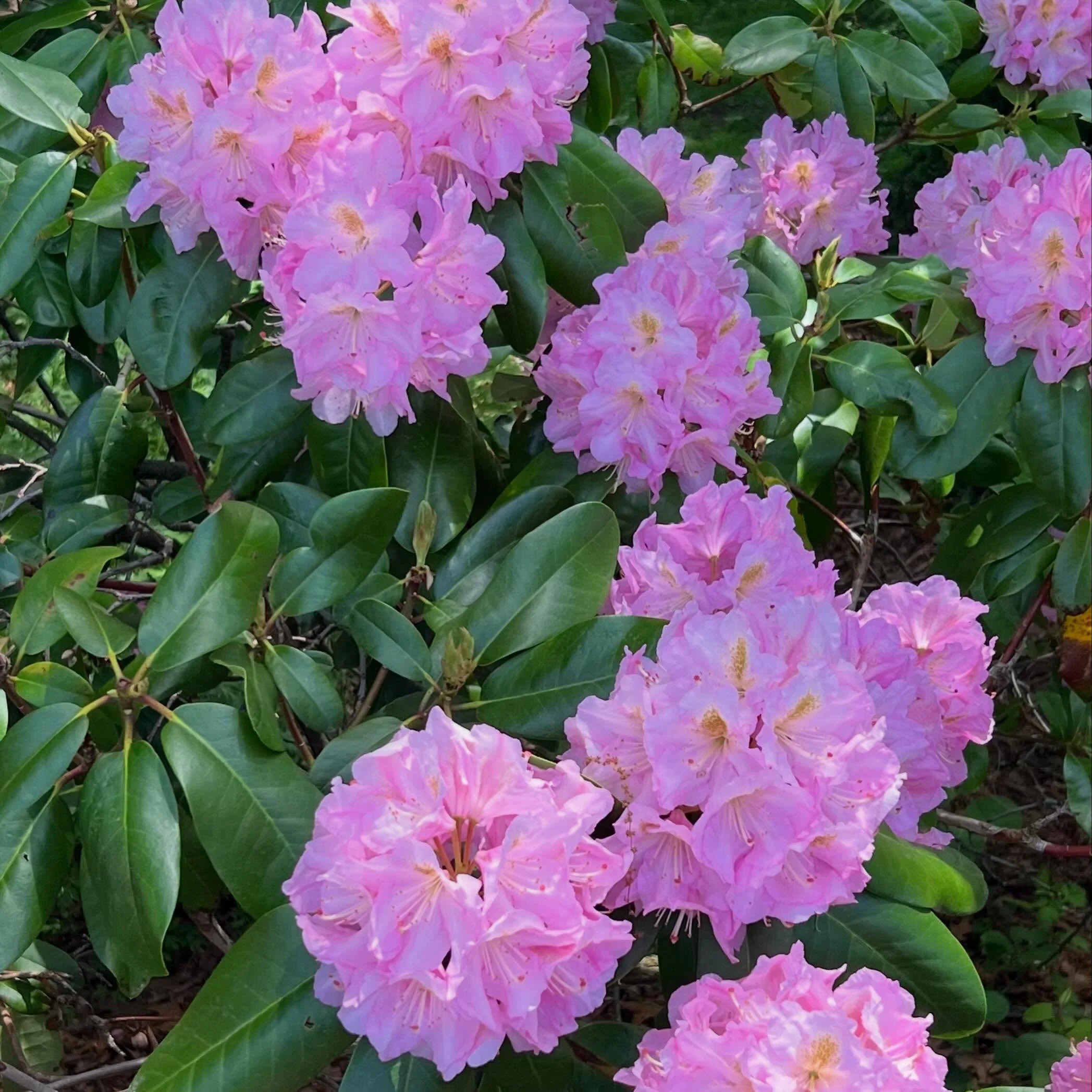 Lovely Rhododendron doing its thing! 🌸