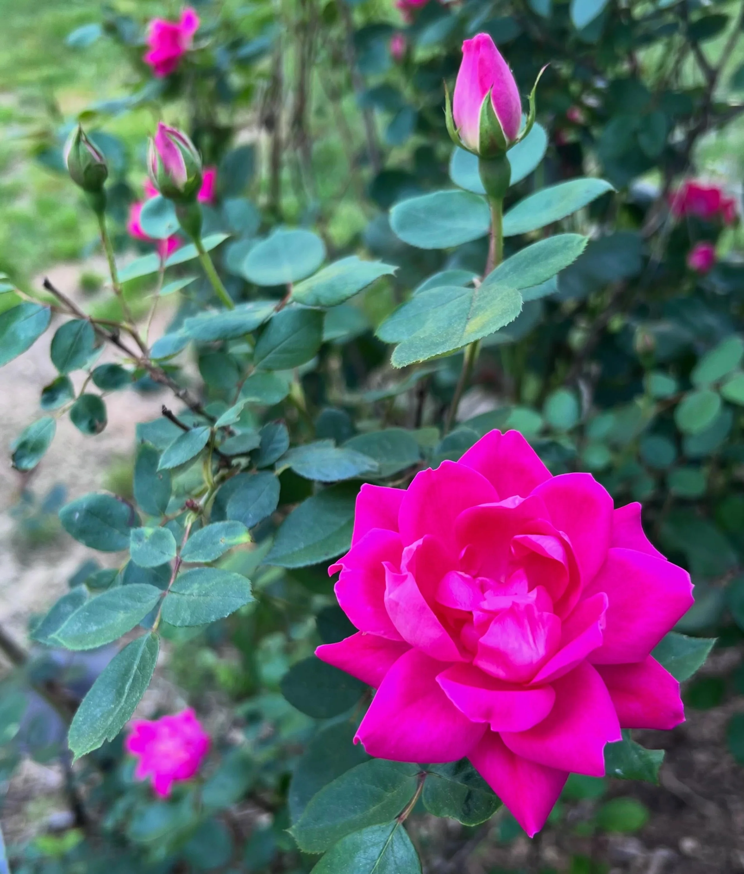 🌹