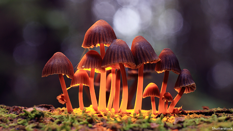 Spring 2022 Newsletter