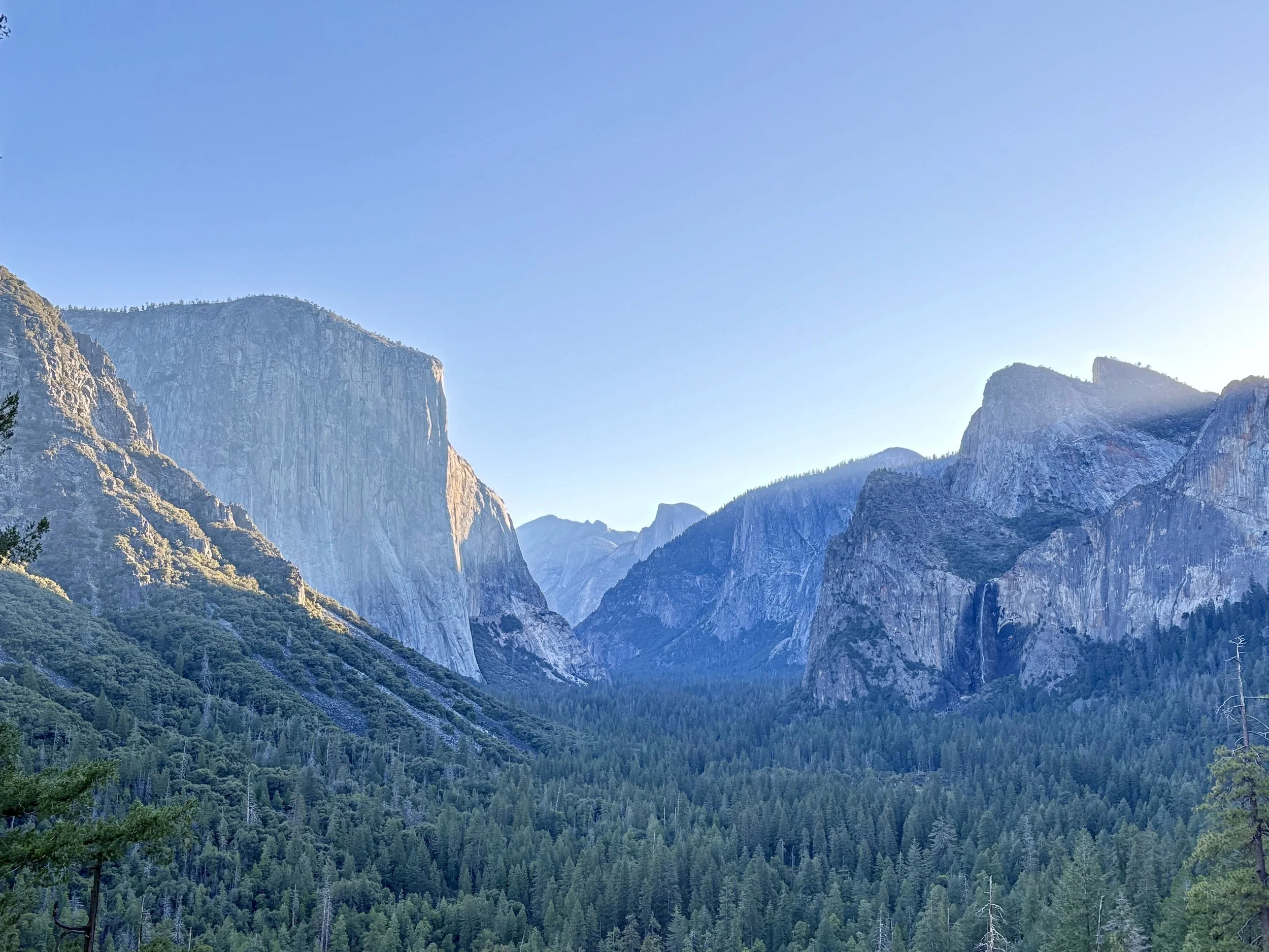 What Trees and Forest Mean for the Mountain