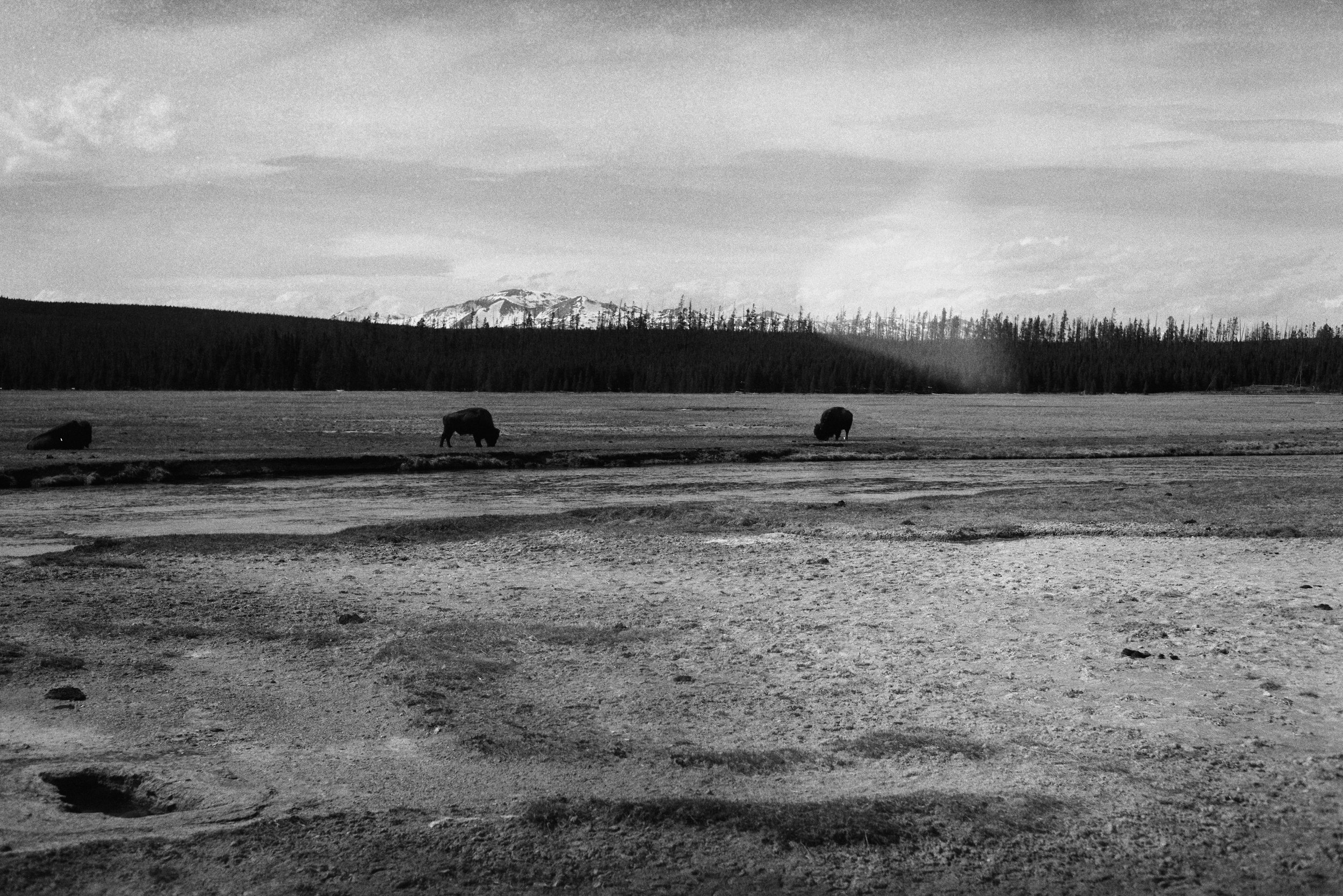 Bison in Yellowstone