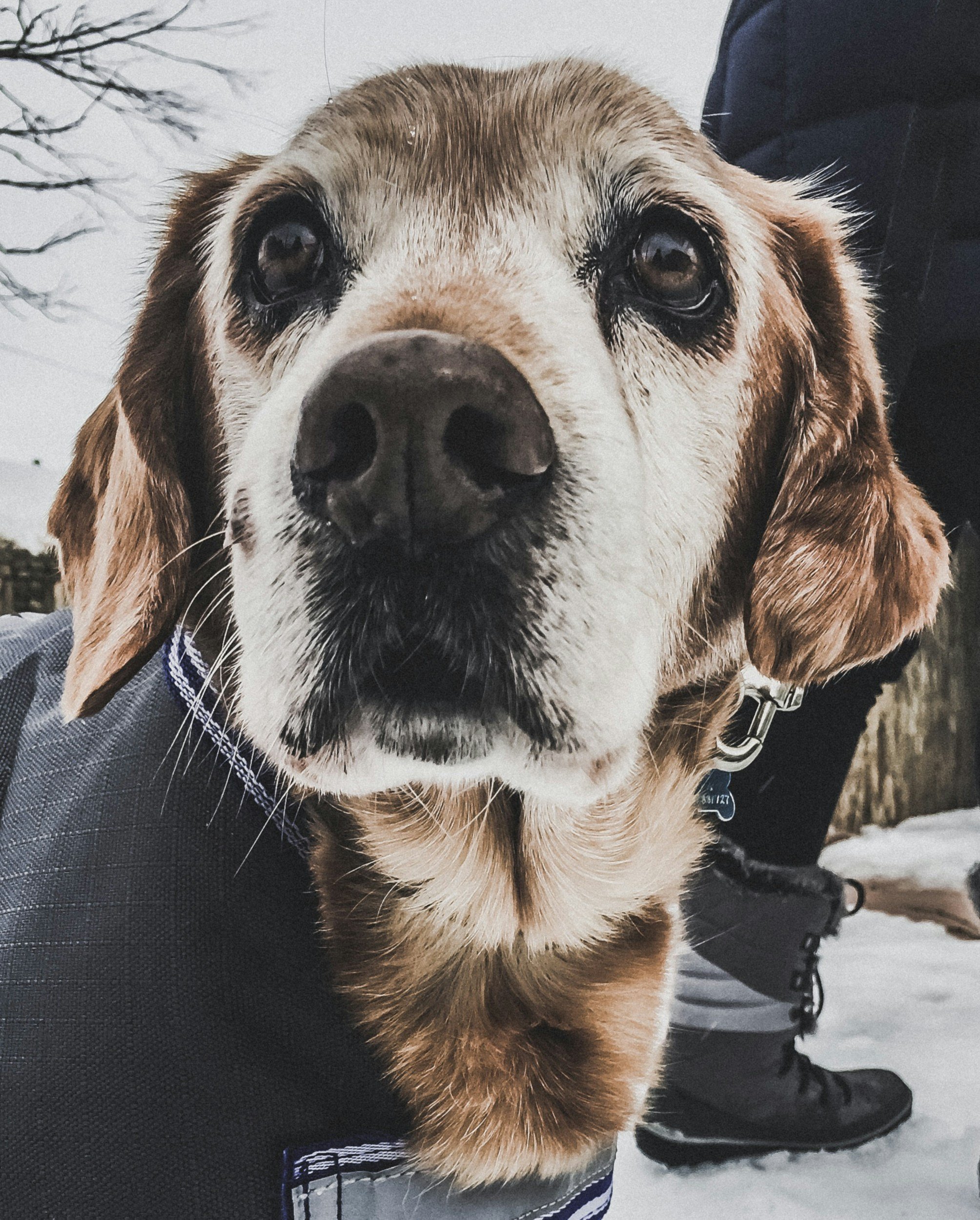 5 Steps to Take If You Think Your Dog Has Separation Anxiety