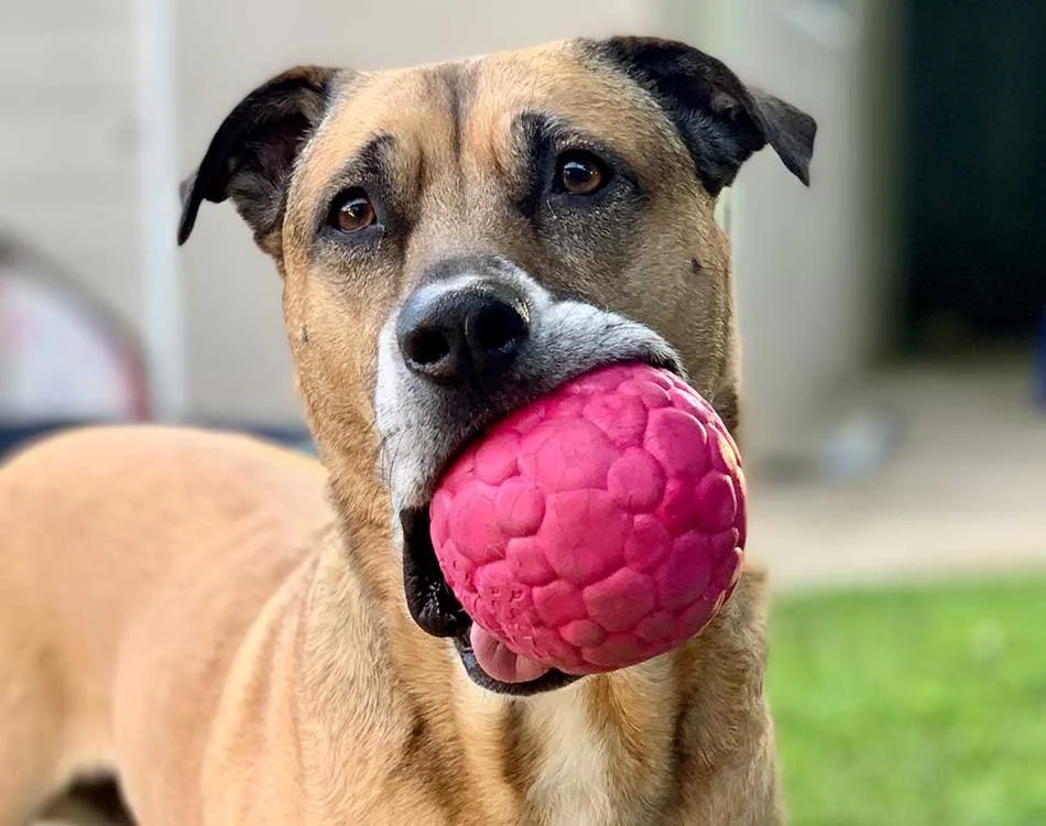 Dog holding a pink ball in its mouth outside on grass.