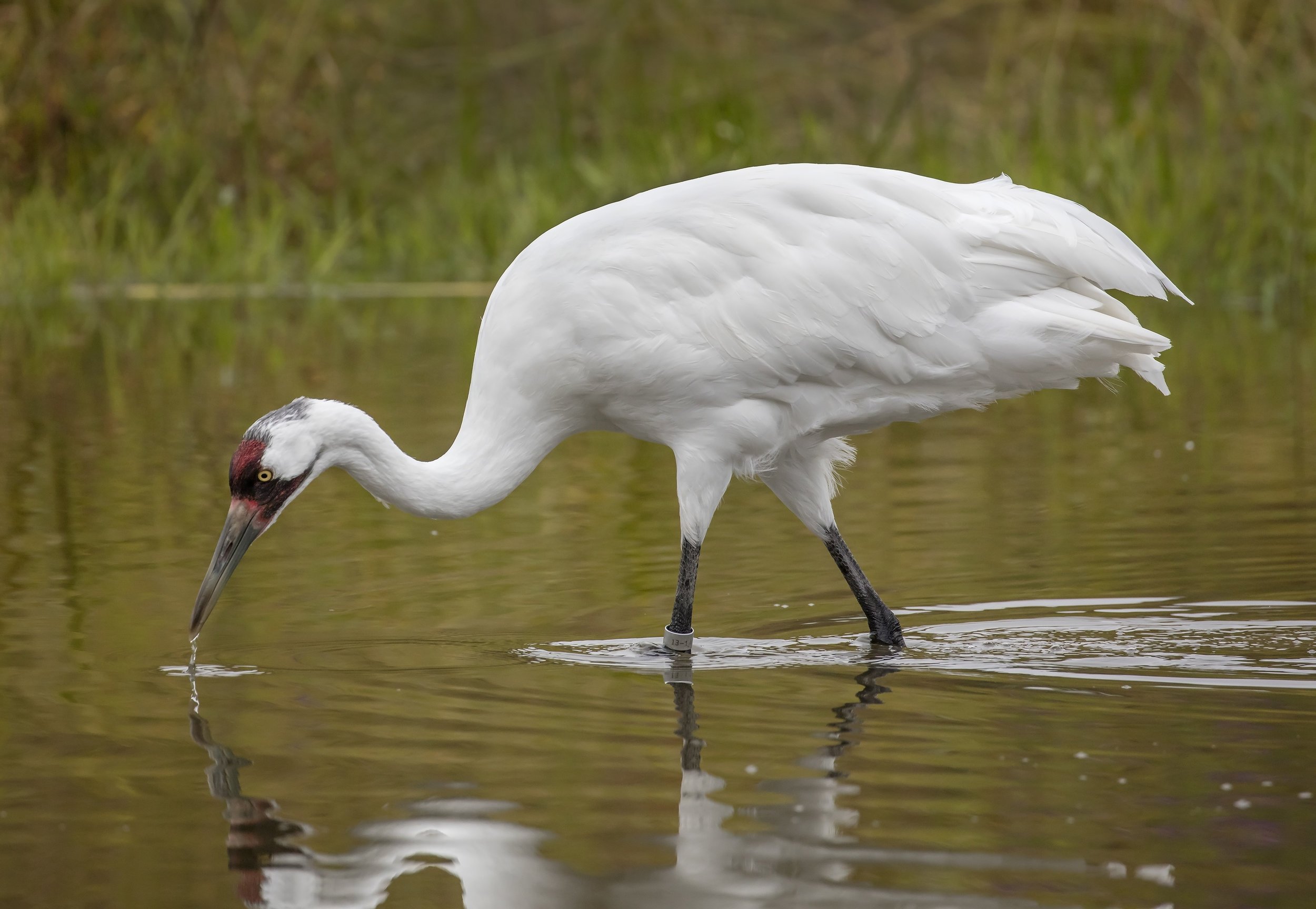 crane+2.jpeg