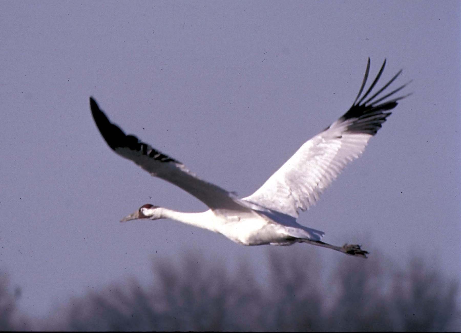 crane+5.jpeg