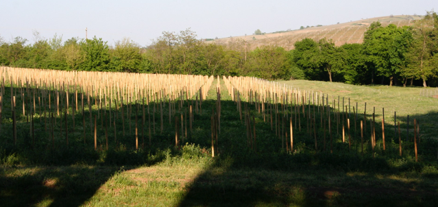 HUNGARY- Route to Tokaj