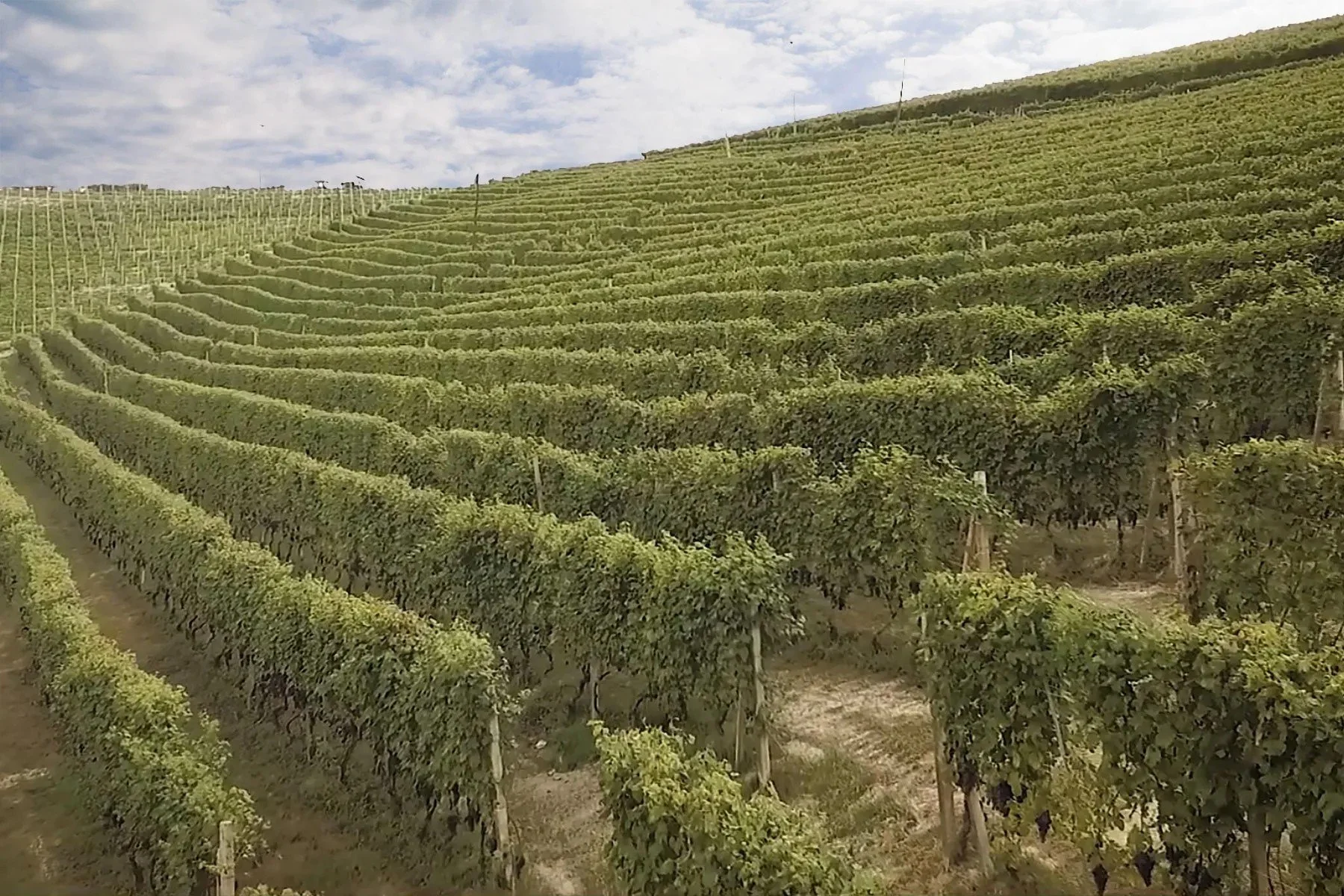 la-vedetta-vigneto-ca-grossa.jpeg