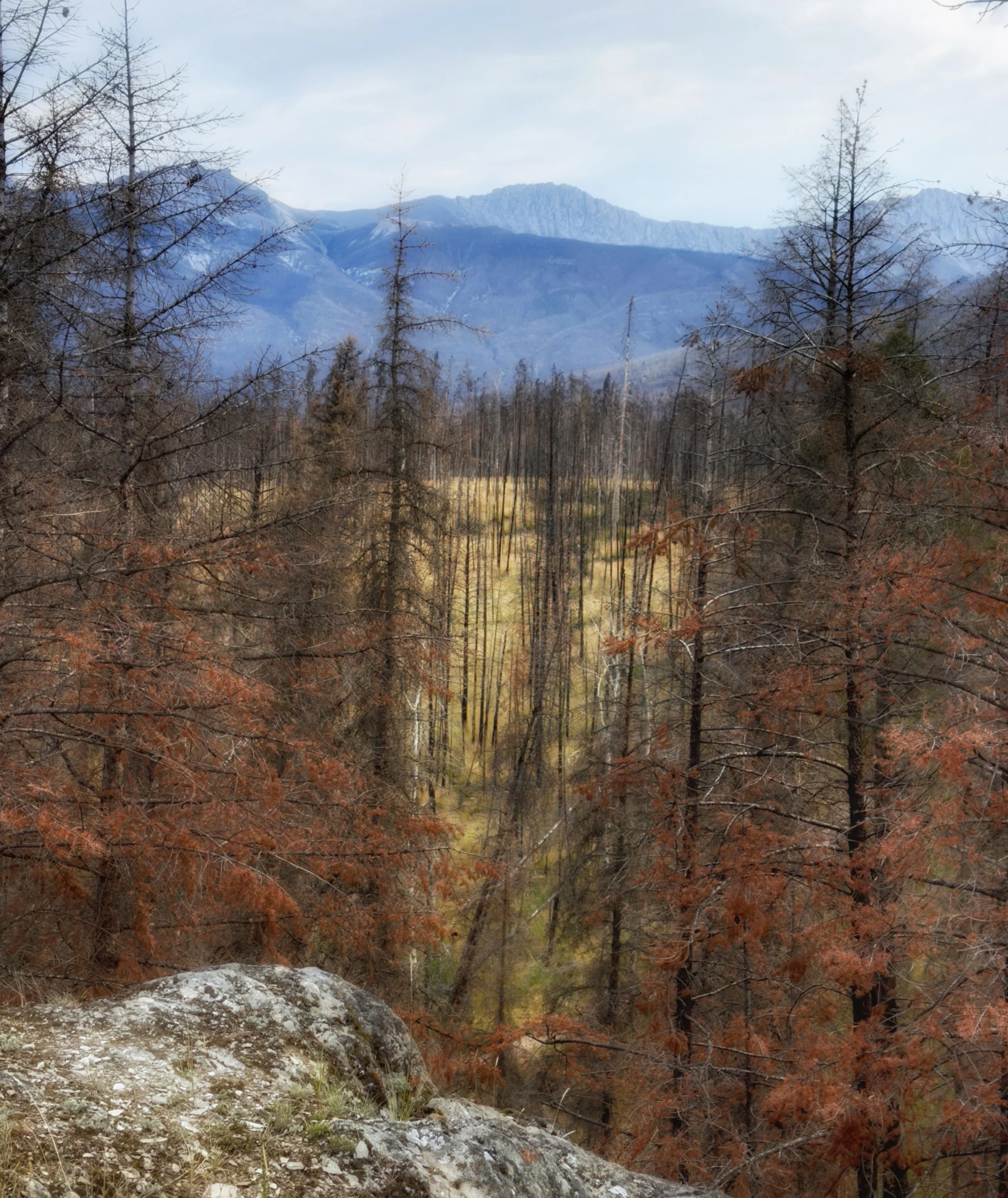 IMG_1898 copy.jpg