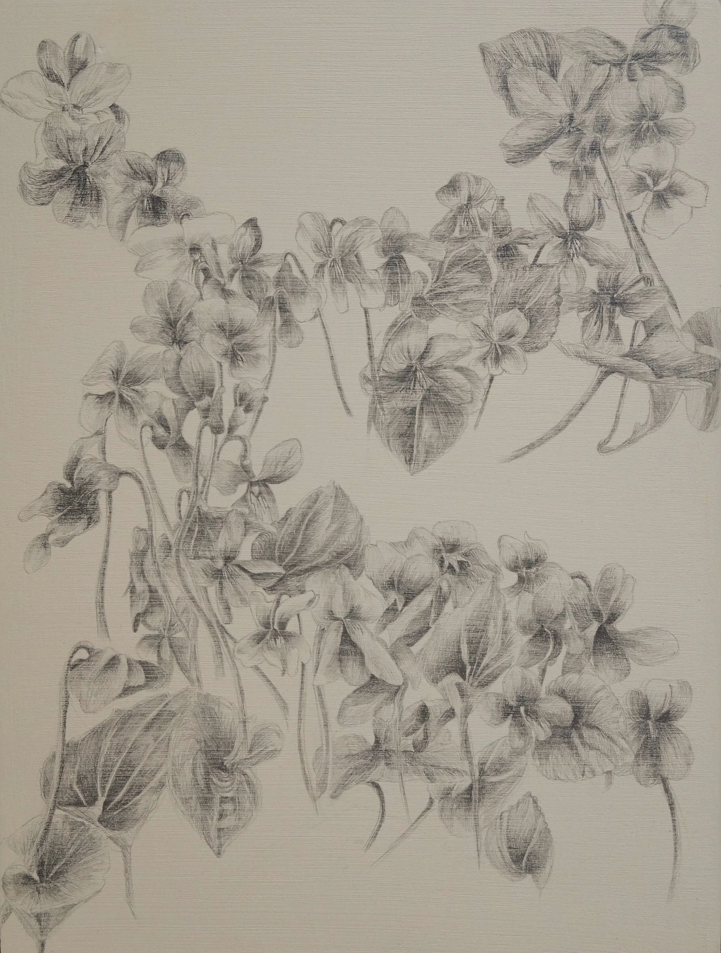 Return of the Violets, Graphite on Panel, 2020