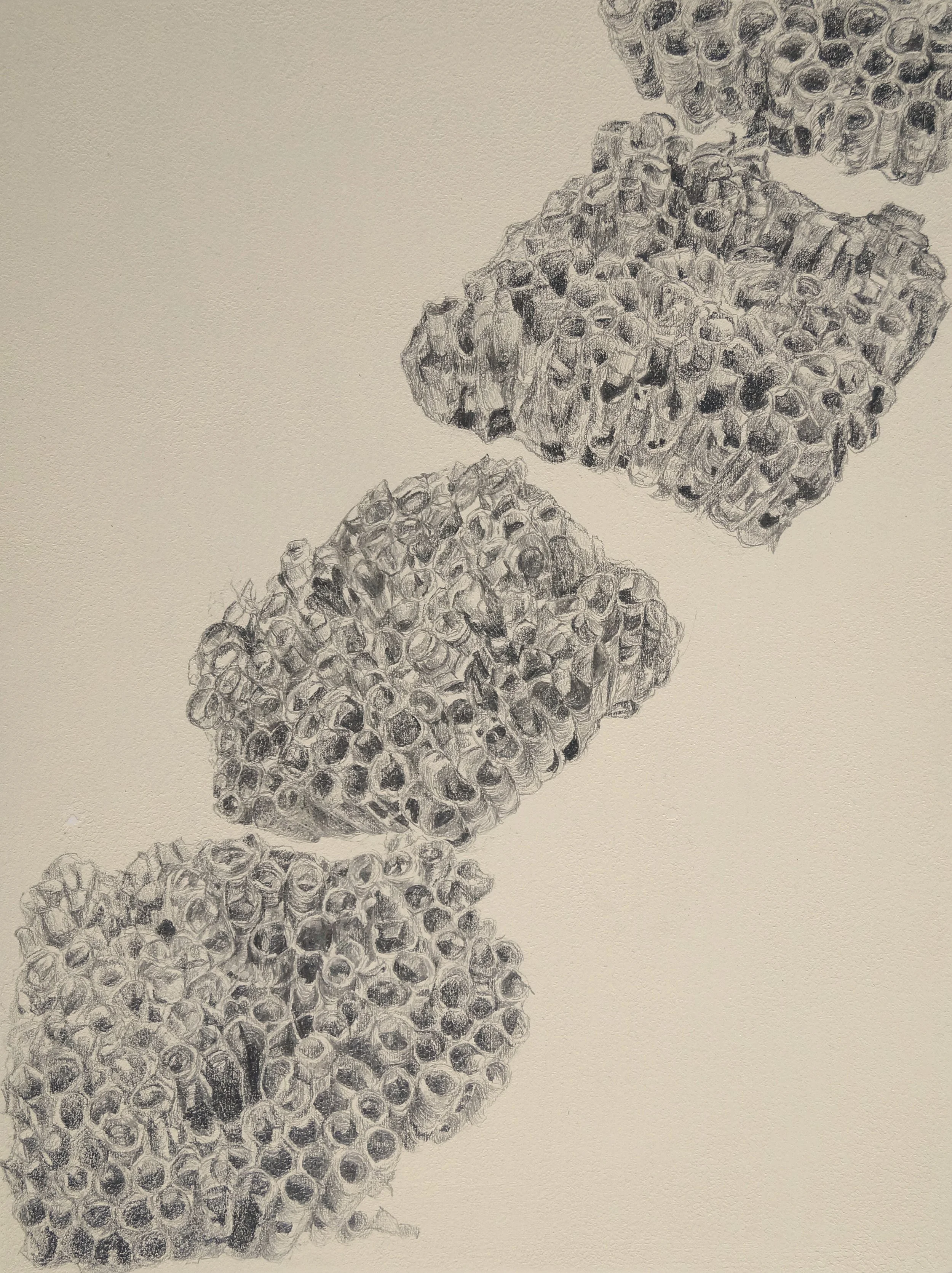 Wasps' Nests, 2020, Graphite on Panel, Private Collection
