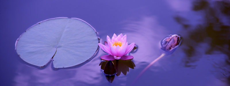 New Moon in Pisces Writing Circle