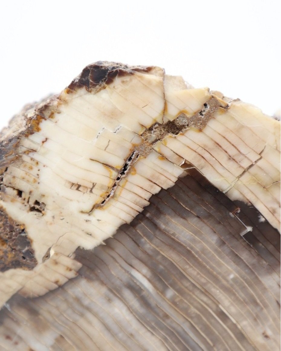 Pair of very heavy polished grey and white petrified wood bookends.