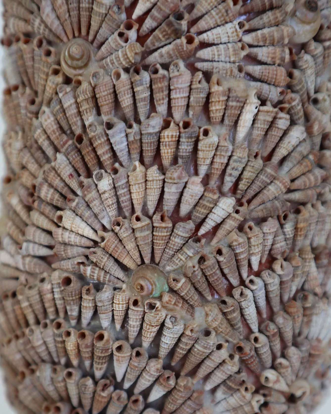 Vintage, handcrafted seashell-encrusted vase or vessel, likely French. Circa 1960s.