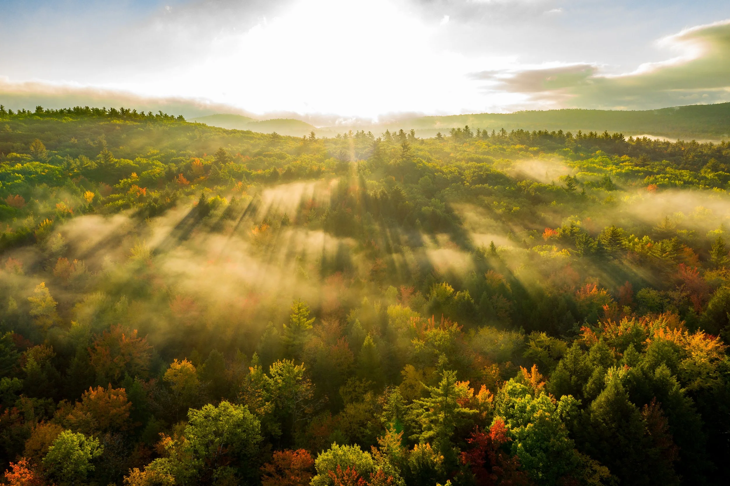 Sunrise over a dense forest with mist and rays of sunlight filtering through the trees.