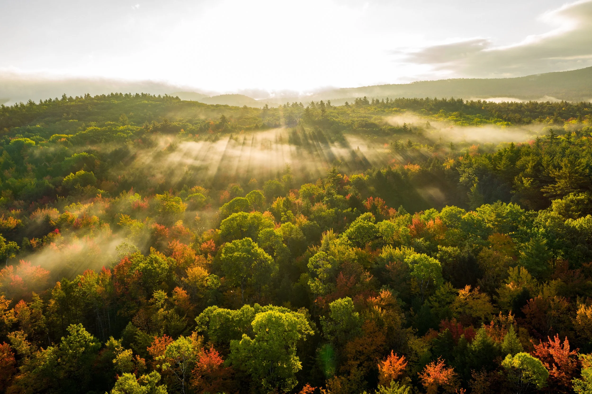 A scenic view of a lush green forest with autumn foliage, fog, and sunlight streaming through the trees, with a cloudy sky in the background.