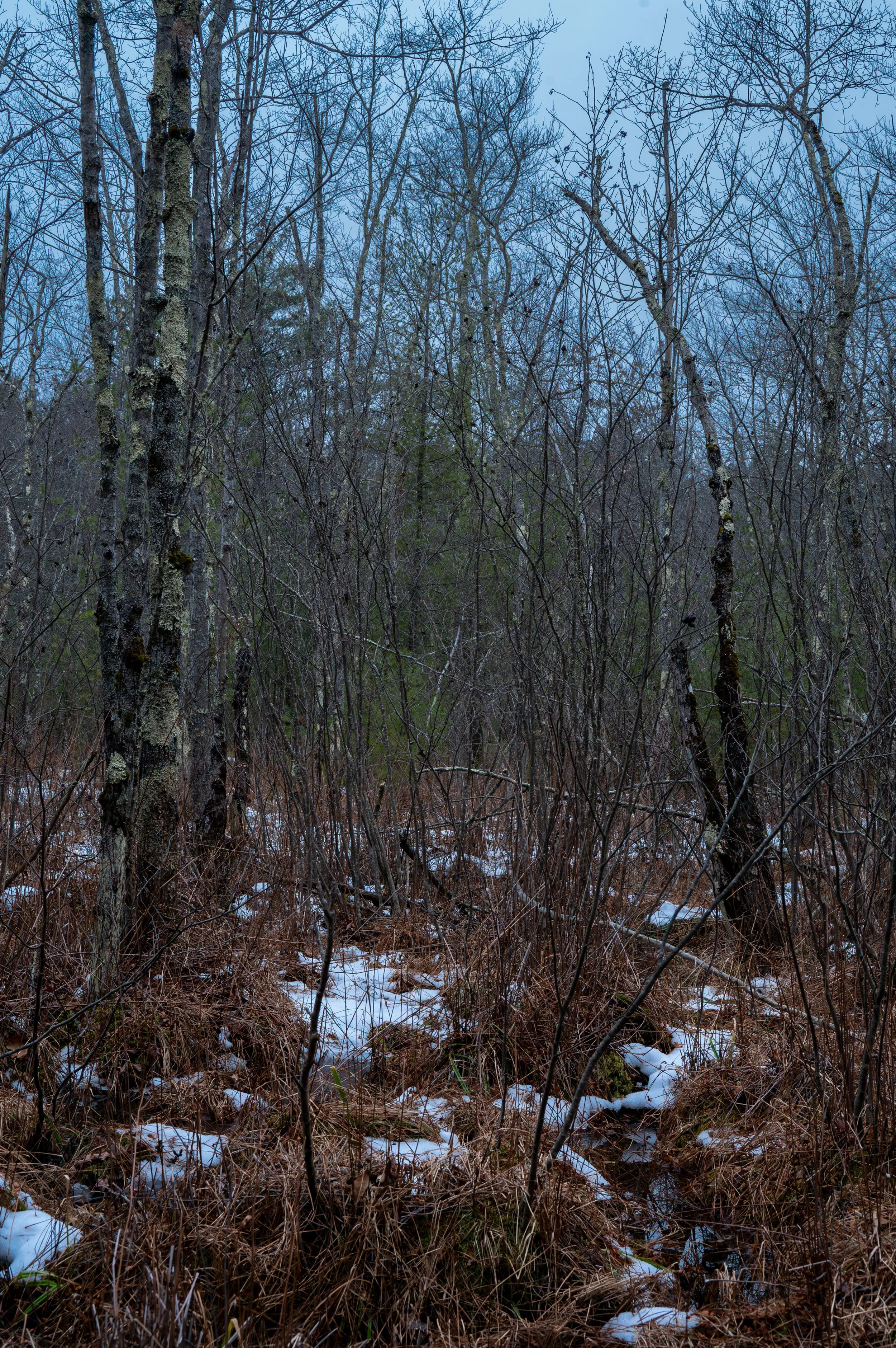 winter-1.jpg