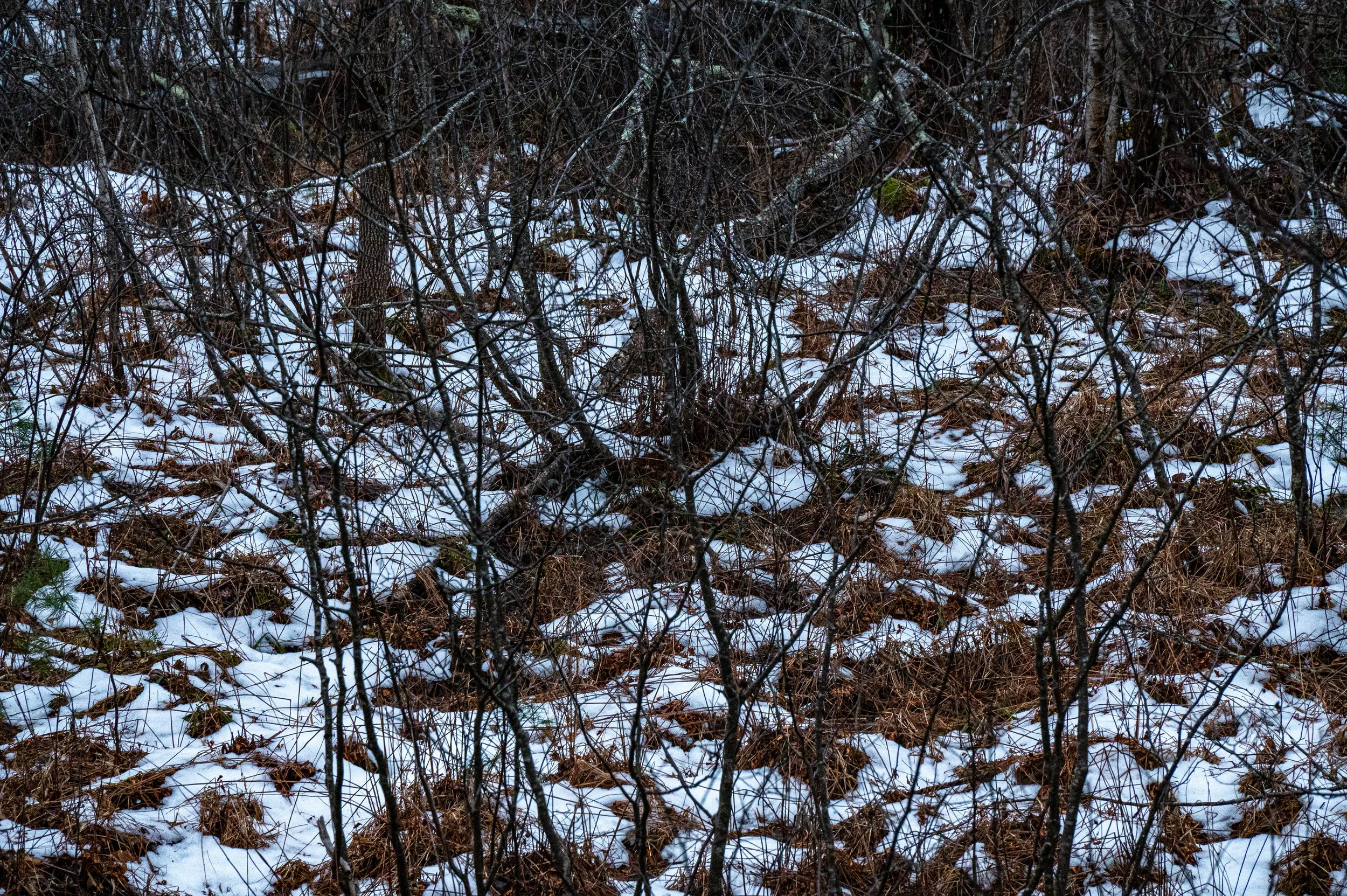winter-2.jpg