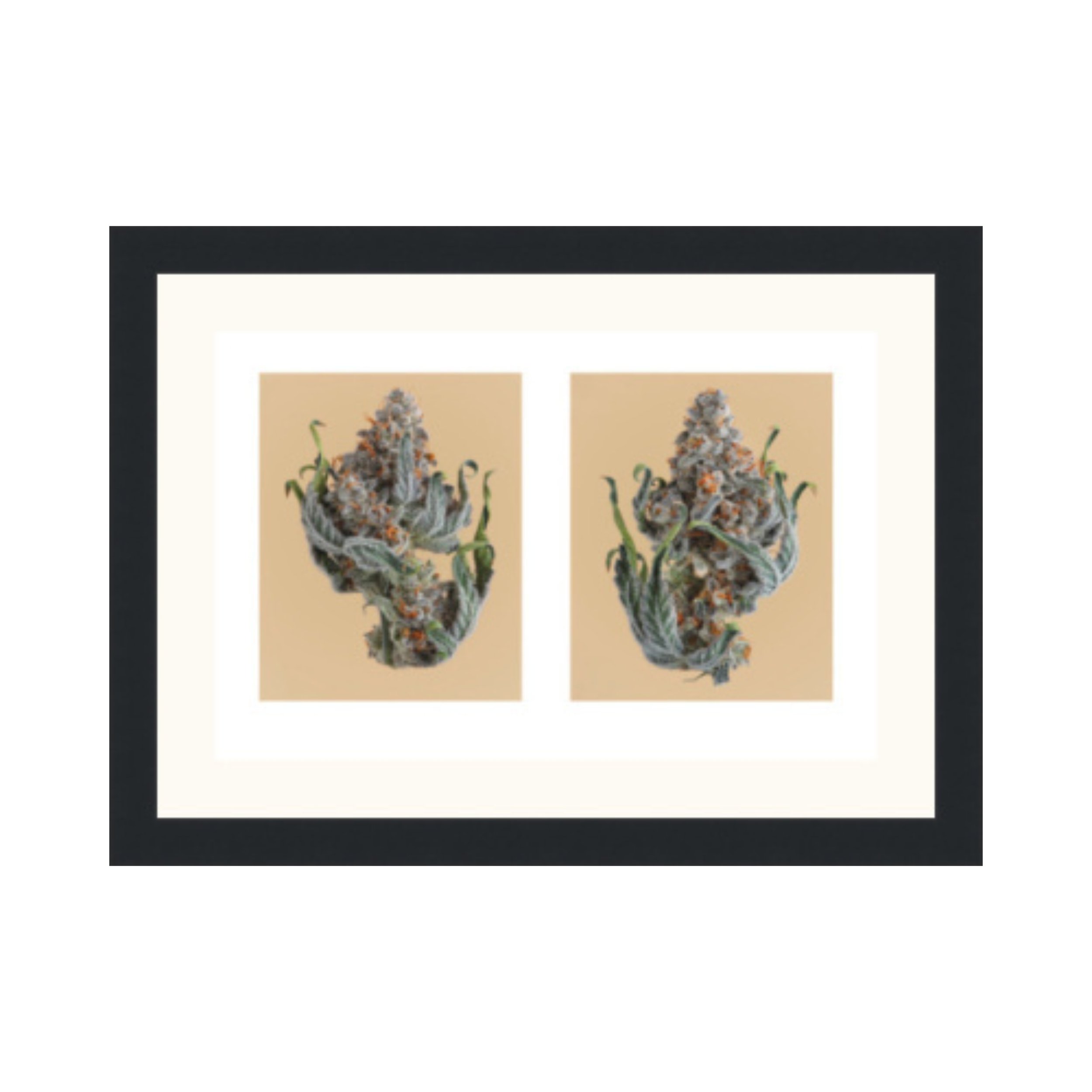 Dry Flower Untrimmed Double on Brown - Framed Cannabis Print.jpg
