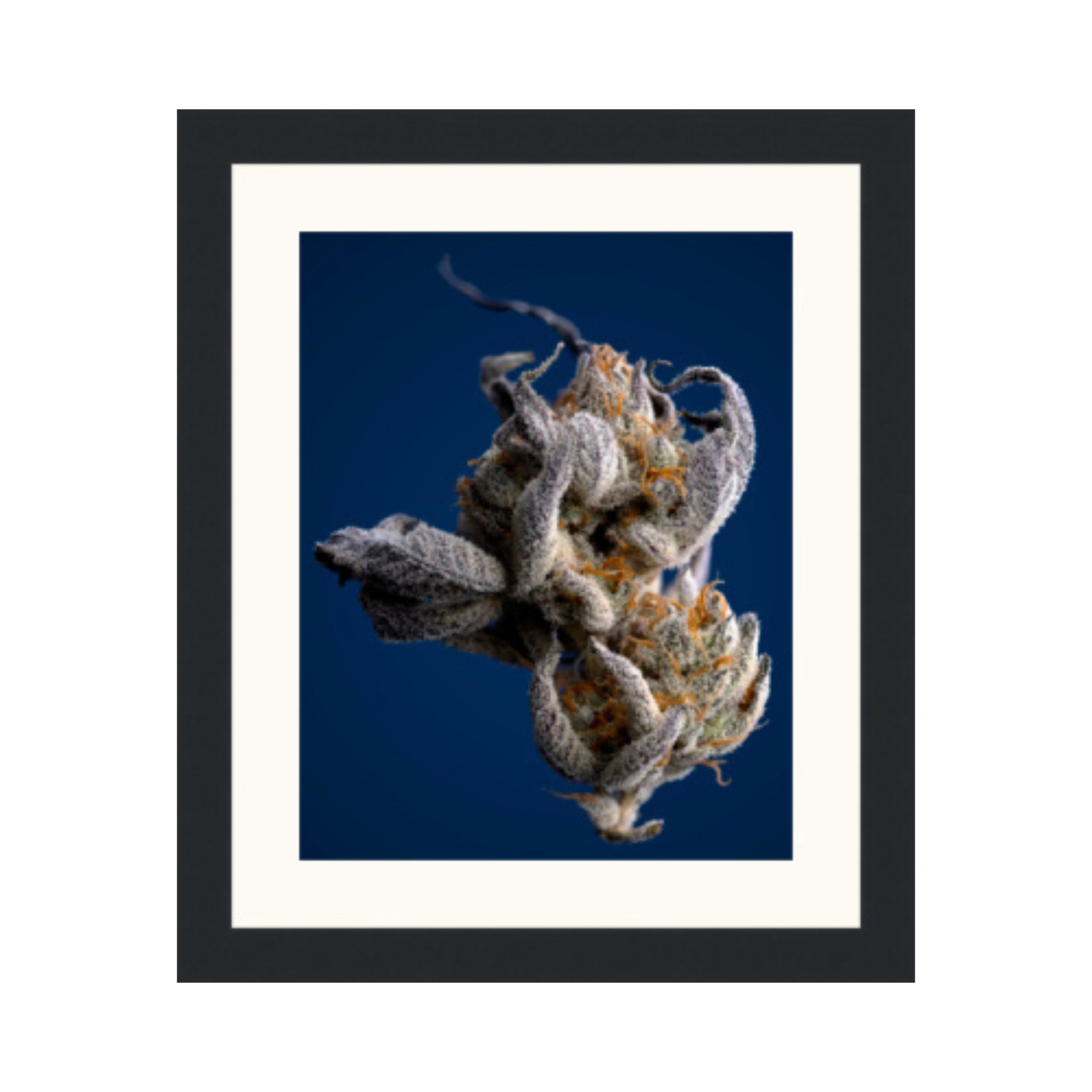 Grape Icee, Untrimmed on Blue - Framed Cannabis Print.jpg